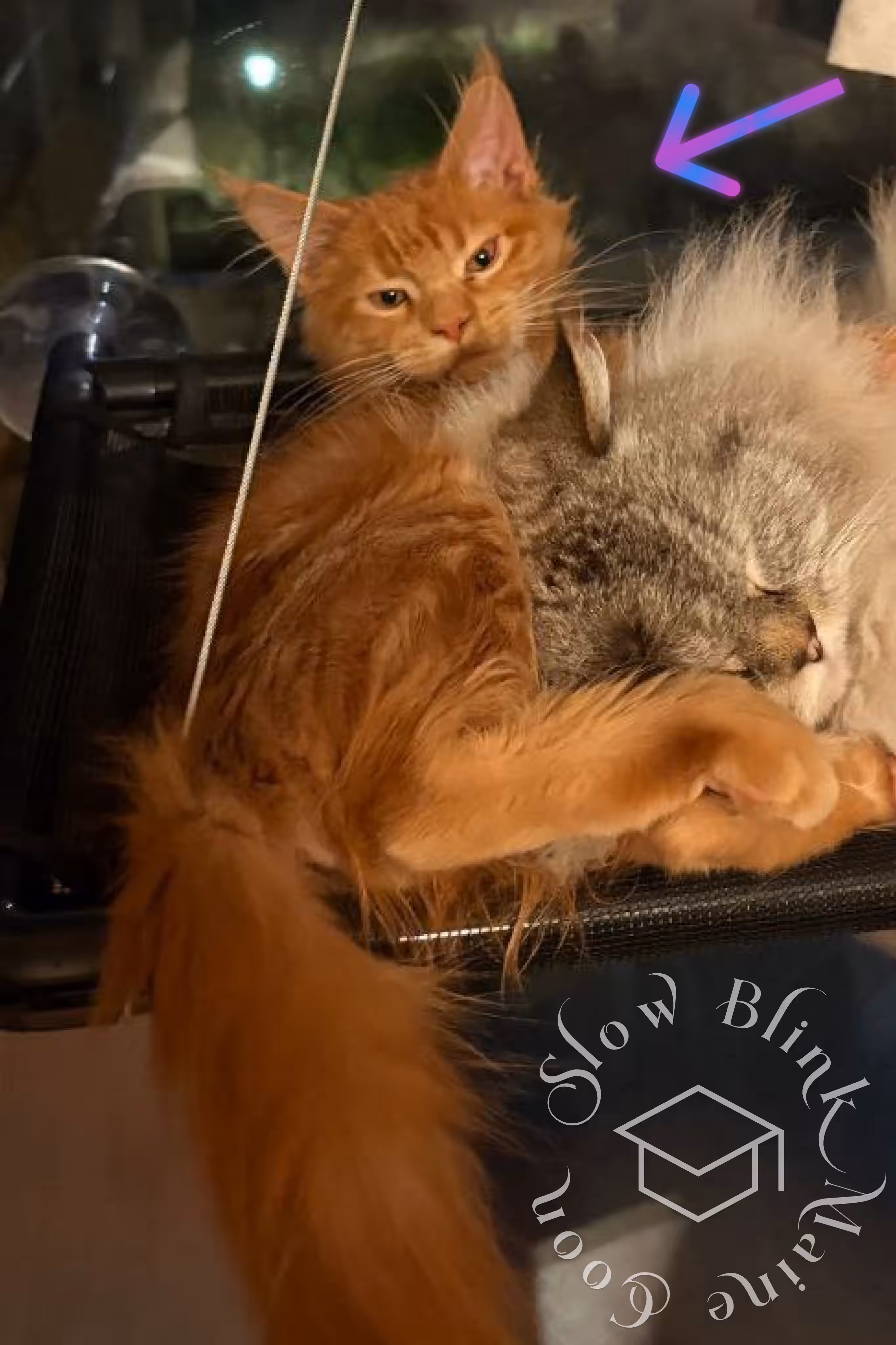 red tabby maine coon kitten | customer | graduate | ems code | mco ds 22 | taken mar 2025 | male | multi cat Customer Pictures of their Maine Coon Cats and Kittens who "Graduated" from SlowBlink MaineCoons > red tabby maine coon kitten | customer | graduate | ems code | mco ds 22 | taken mar 2025 | male | multi cat | idx 5