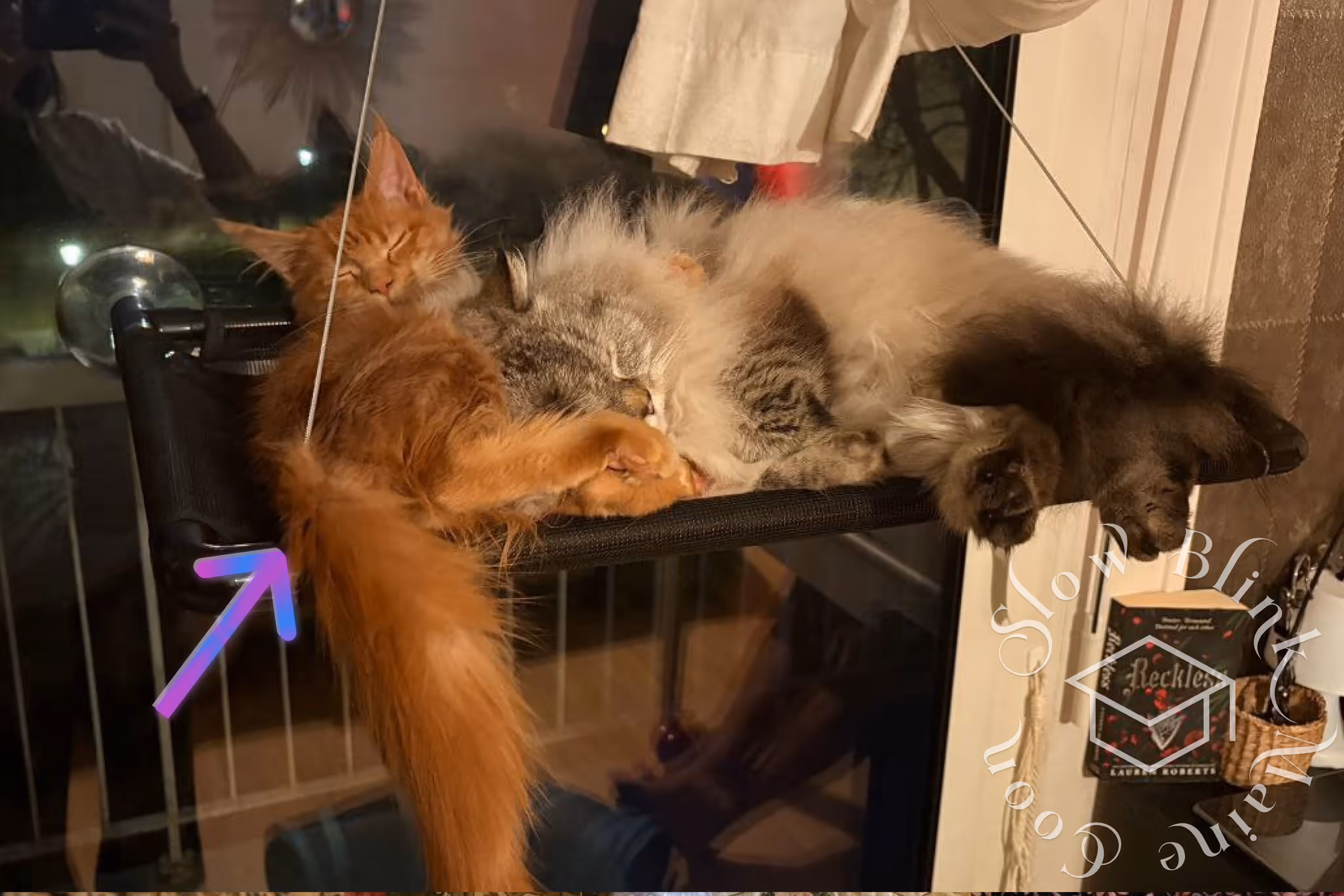 red tabby maine coon kitten | customer | graduate | ems code | mco ds 22 | taken mar 2025 | male | wide Customer Pictures of their Maine Coon Cats and Kittens who "Graduated" from SlowBlink MaineCoons > red tabby maine coon kitten | customer | graduate | ems code | mco ds 22 | taken mar 2025 | male | wide | idx 1