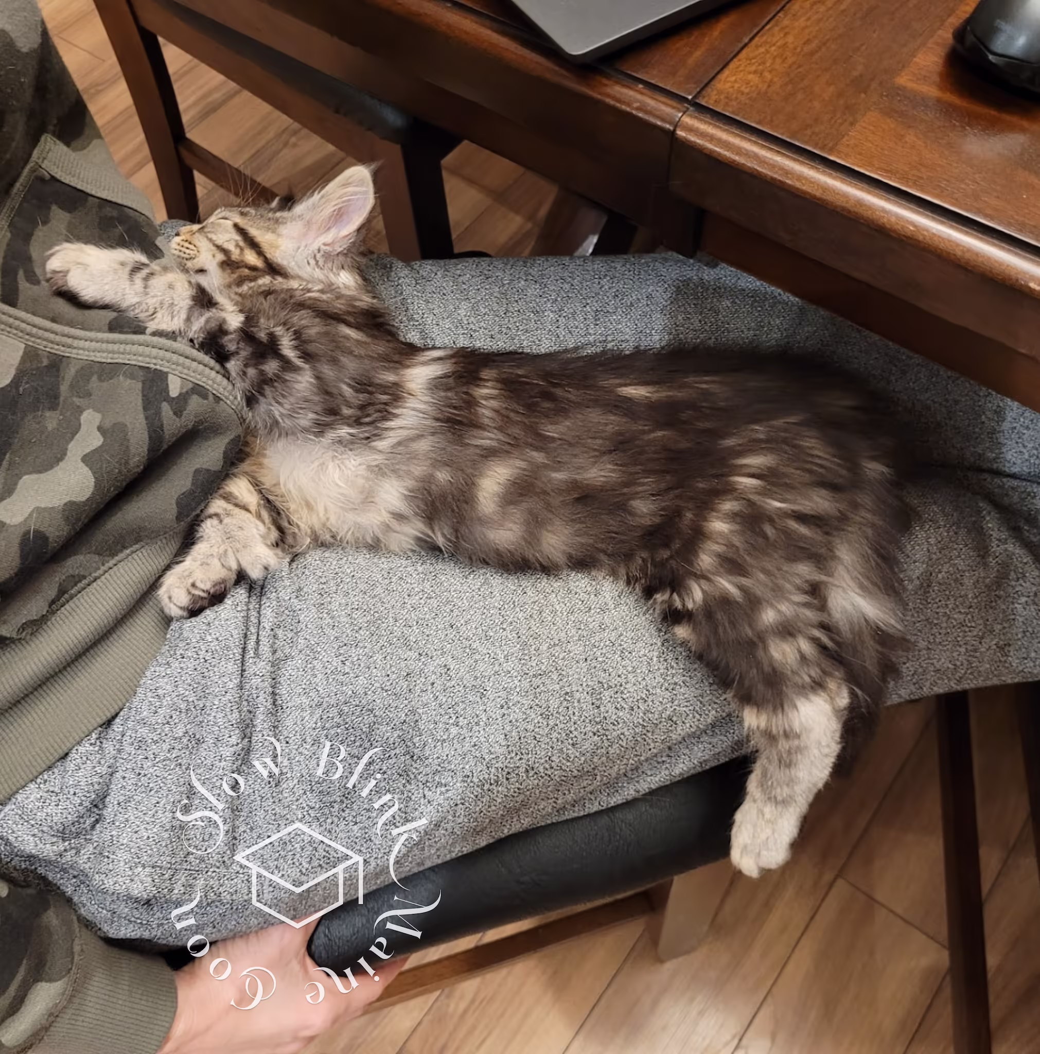 warm black silver tabby maine coon kitten | male | poly | taken nov 2024 Customer Pictures of their Maine Coon Cats and Kittens who "Graduated" from SlowBlink MaineCoons > warm black silver tabby maine coon kitten | male | poly | taken nov 2024 | taken by peter watson 2