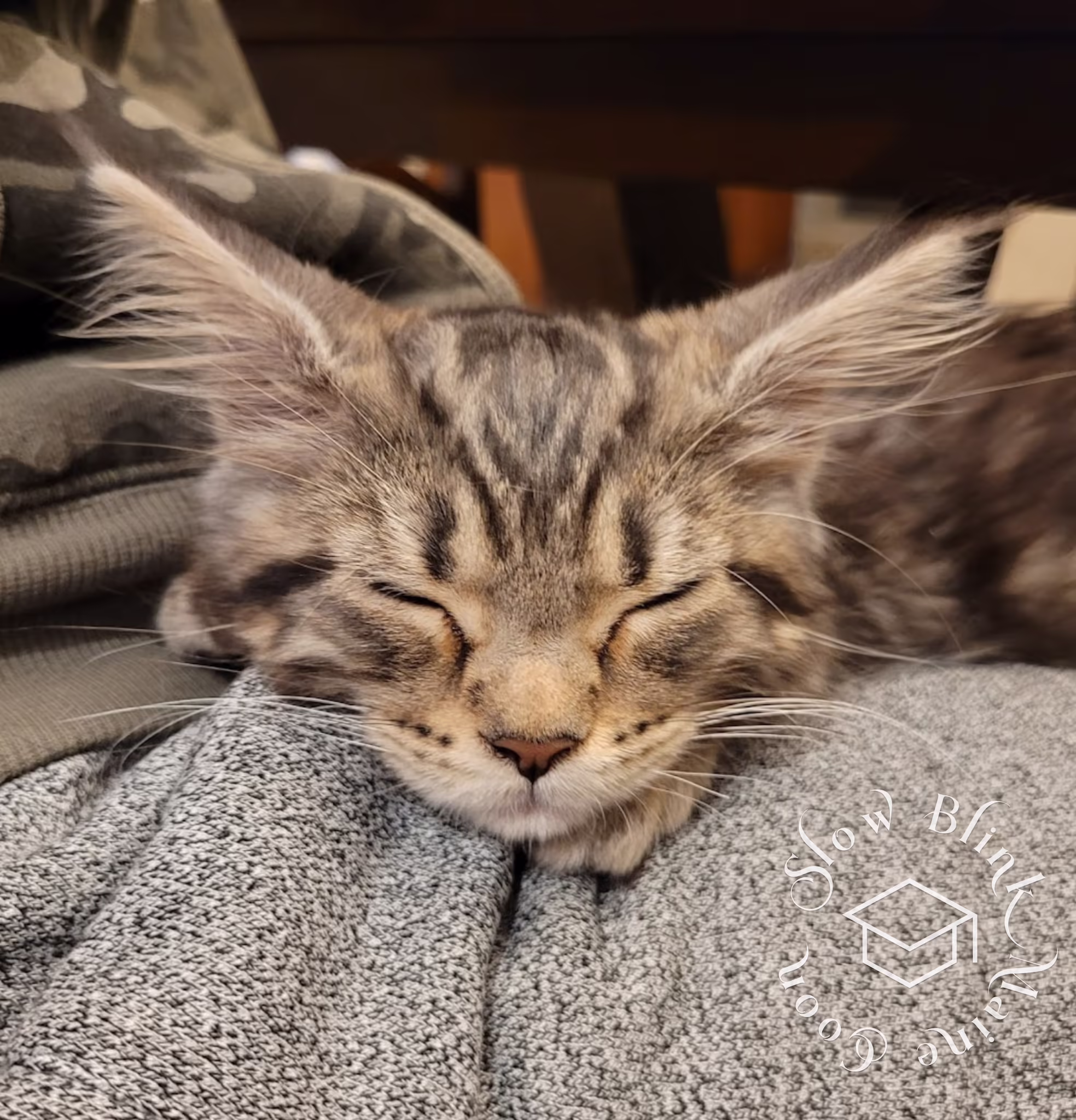 warm black silver tabby maine coon kitten | male | poly | taken nov 2024 Customer Pictures of their Maine Coon Cats and Kittens who "Graduated" from SlowBlink MaineCoons > warm black silver tabby maine coon kitten | male | poly | taken nov 2024 | taken by peter watson 3