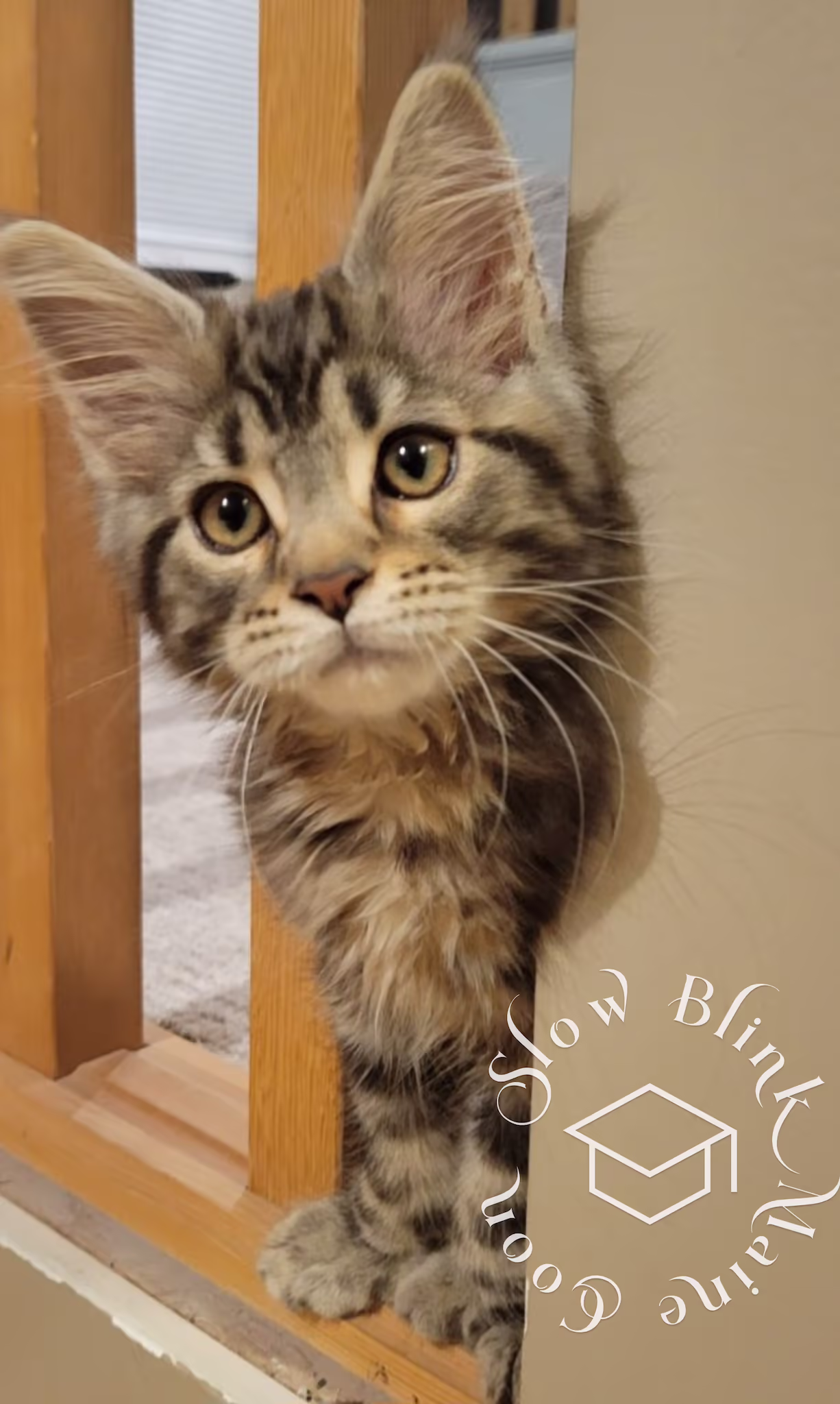 warm black silver tabby maine coon kitten | male | poly | taken nov 2024 Customer Pictures of their Maine Coon Cats and Kittens who "Graduated" from SlowBlink MaineCoons > warm black silver tabby maine coon kitten | male | poly | taken nov 2024 | taken by peter watson 5