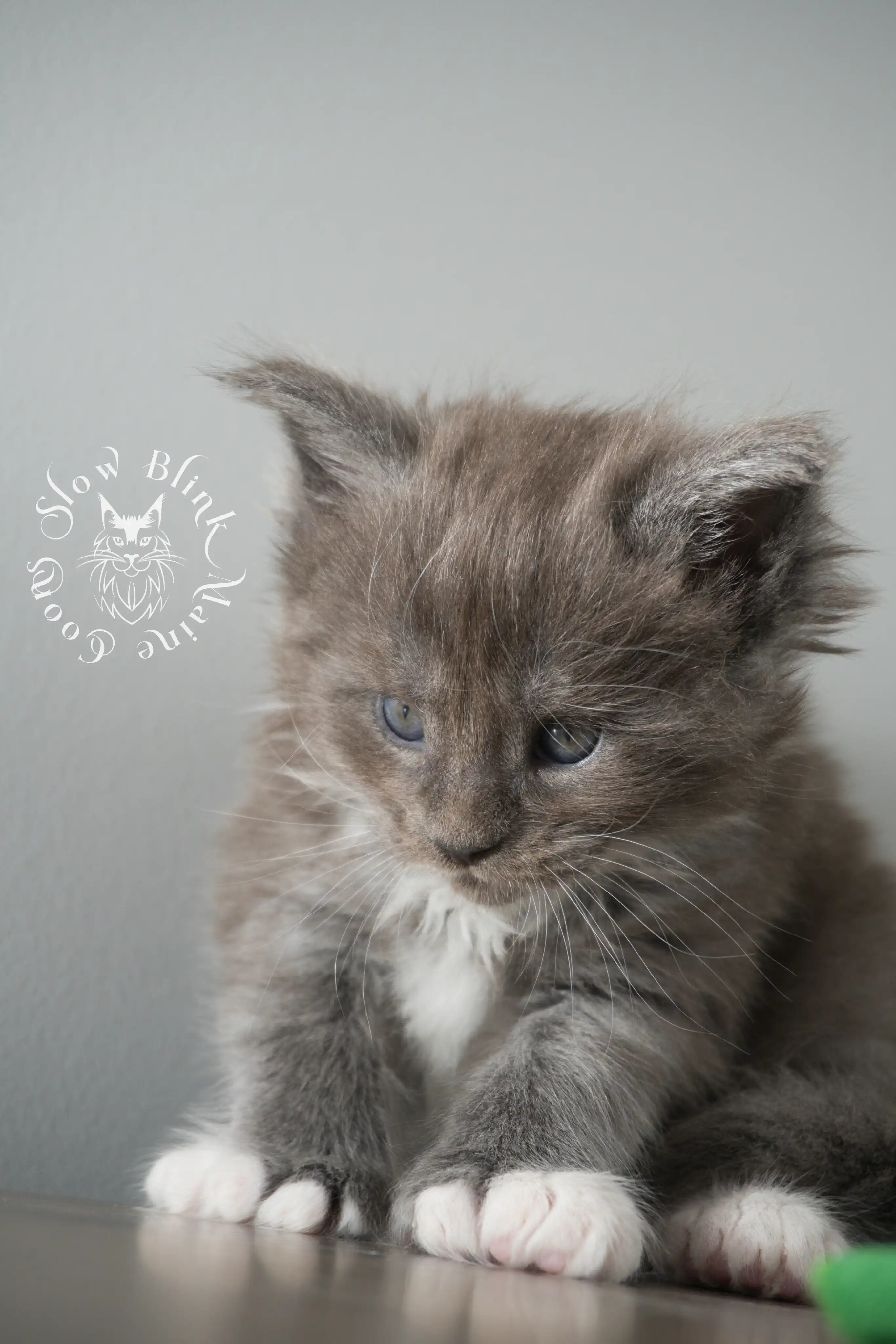 Bicolor Maine Coon Kittens > bicolor maine coon kitten | slowblinkmainecoons | ems code ns as 03 09 | taken june 2024 | 02 | 01 118