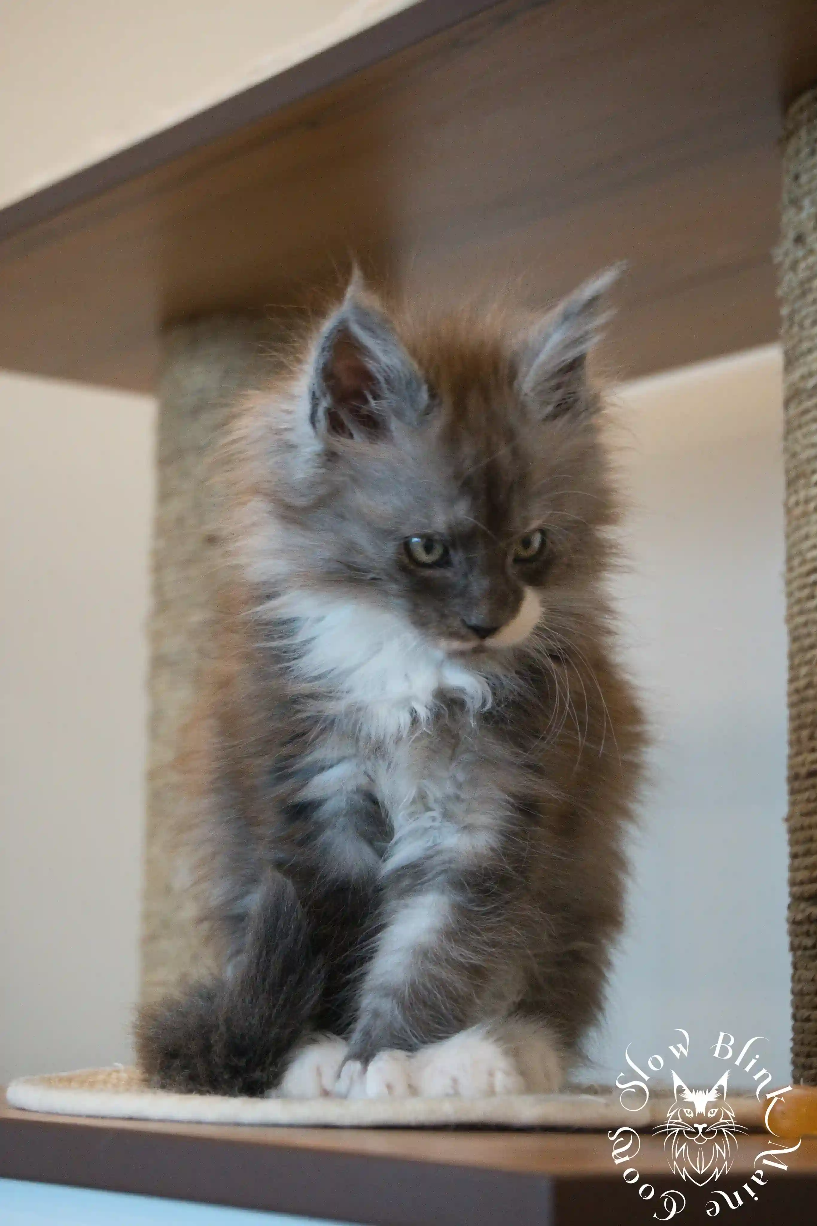 Bicolor Maine Coon Kittens > bicolor maine coon kitten | slowblinkmainecoons | ems code ns as 03 09 | taken june 2024 | 02 | 06