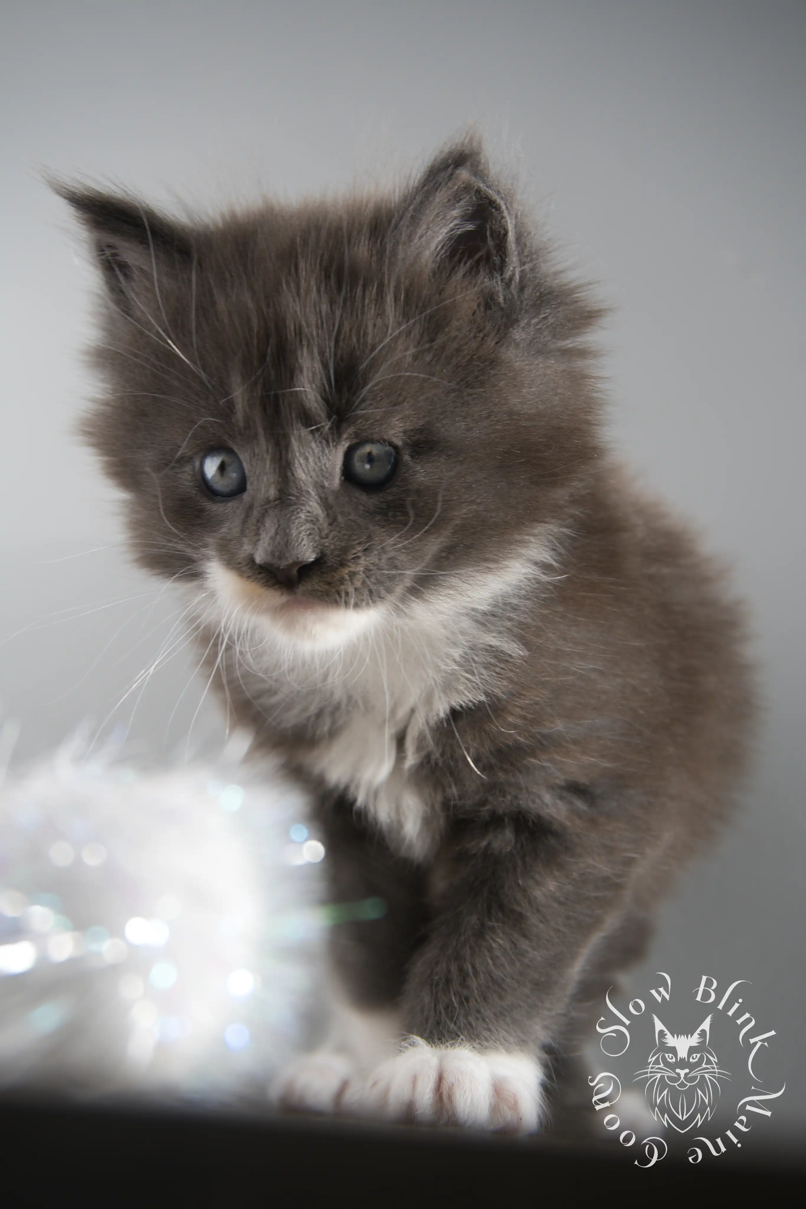 Bicolor Maine Coon Kittens > bicolor maine coon kitten | slowblinkmainecoons | ems code ns as 03 09 | taken june 2024 | 02 | 08