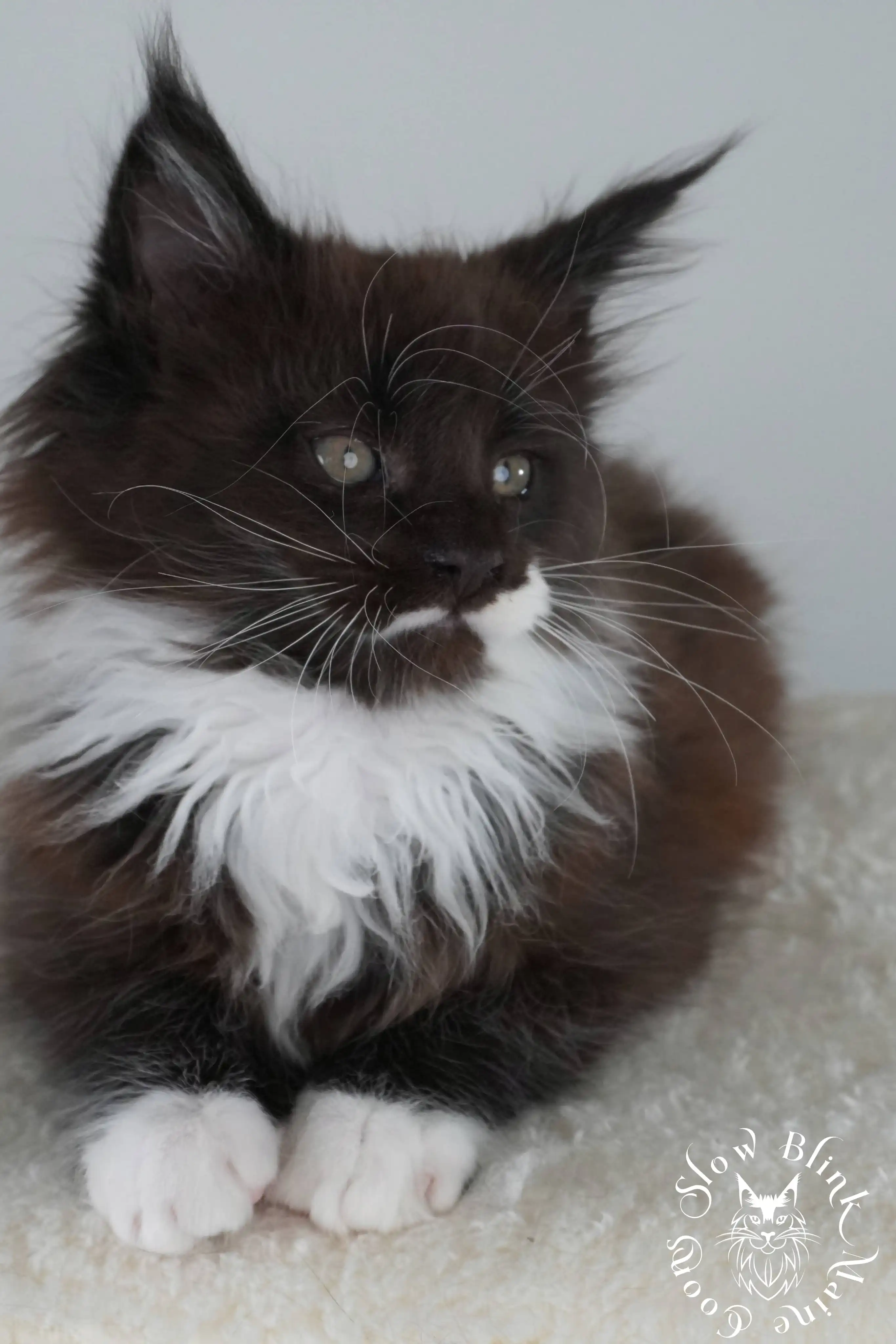 Bicolor Maine Coon Kittens > bicolor maine coon kitten | slowblinkmainecoons | ems code ns as 03 09 | taken june 2024 | 02 | 08