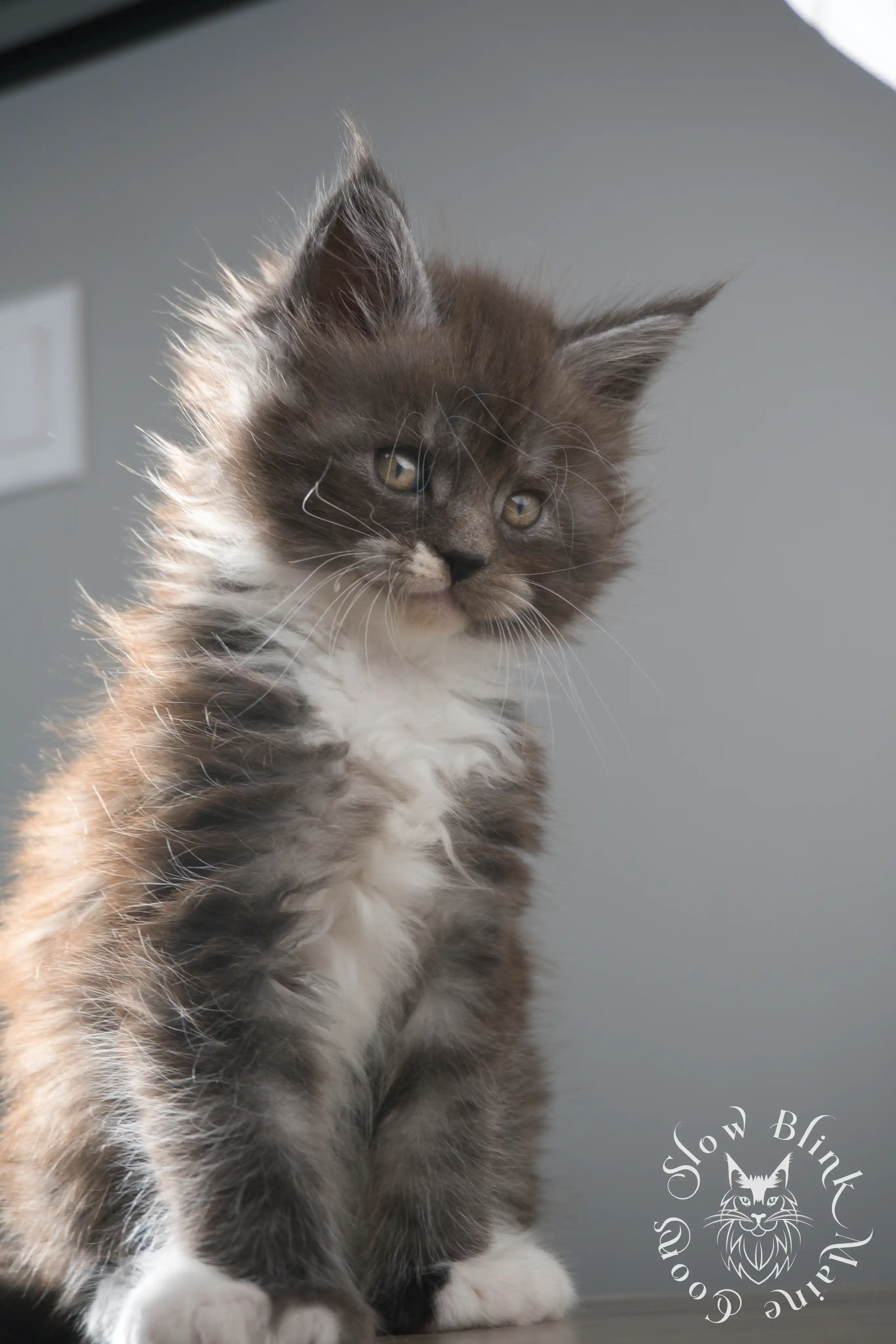 Bicolor Maine Coon Kittens > bicolor maine coon kitten | slowblinkmainecoons | ems code ns as 03 09 | taken june 2024 | 02 | 102