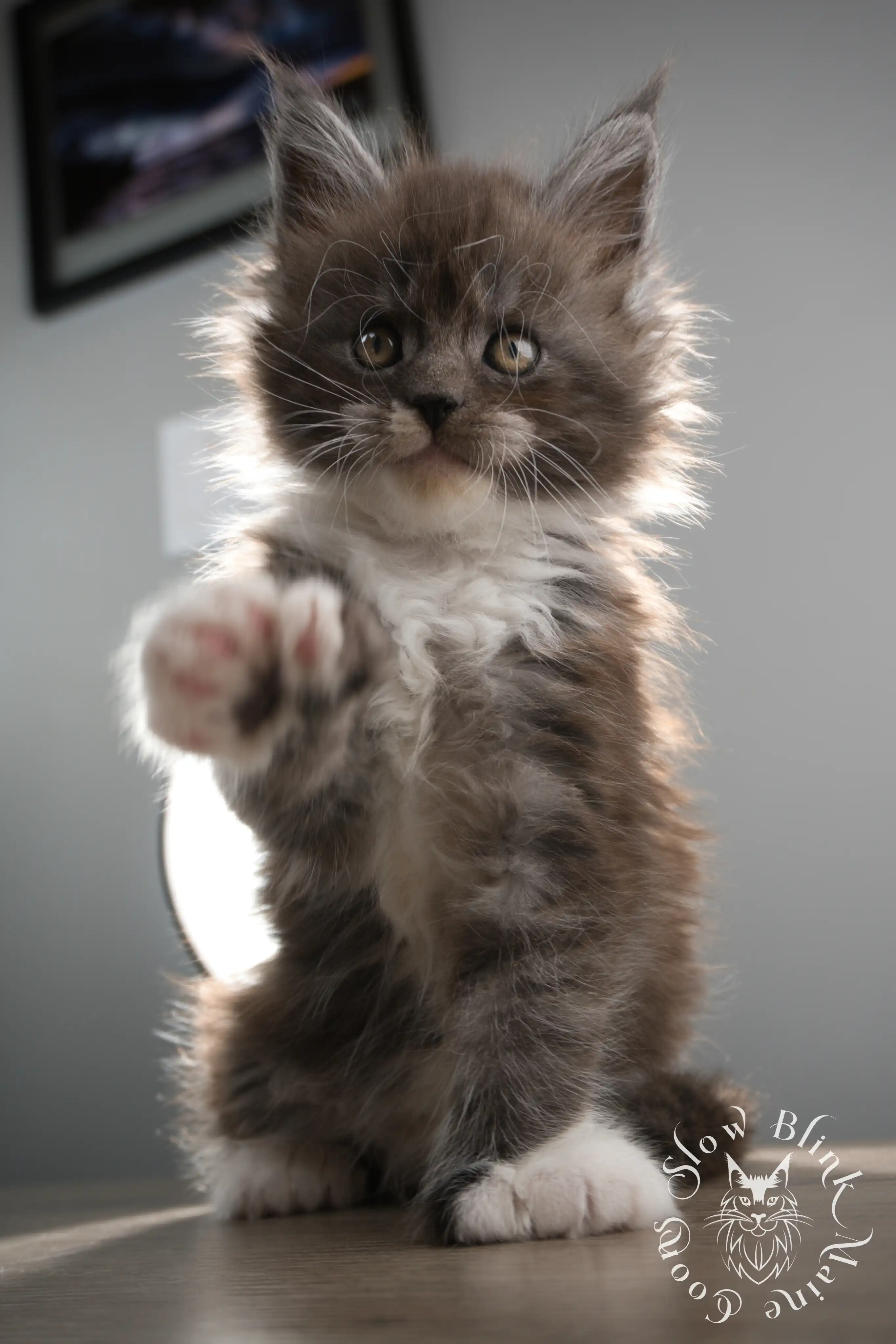 Bicolor Maine Coon Kittens > bicolor maine coon kitten | slowblinkmainecoons | ems code ns as 03 09 | taken june 2024 | 02 | 104
