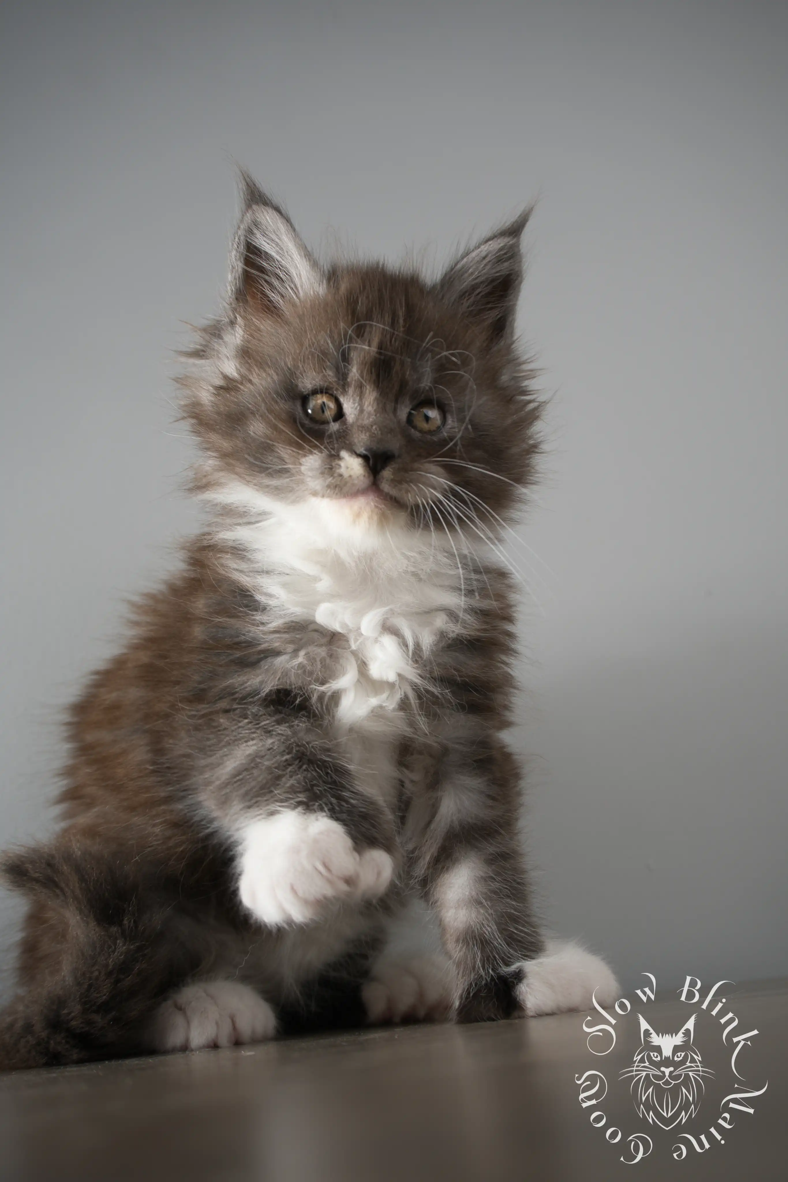 Bicolor Maine Coon Kittens > bicolor maine coon kitten | slowblinkmainecoons | ems code ns as 03 09 | taken june 2024 | 02 | 105