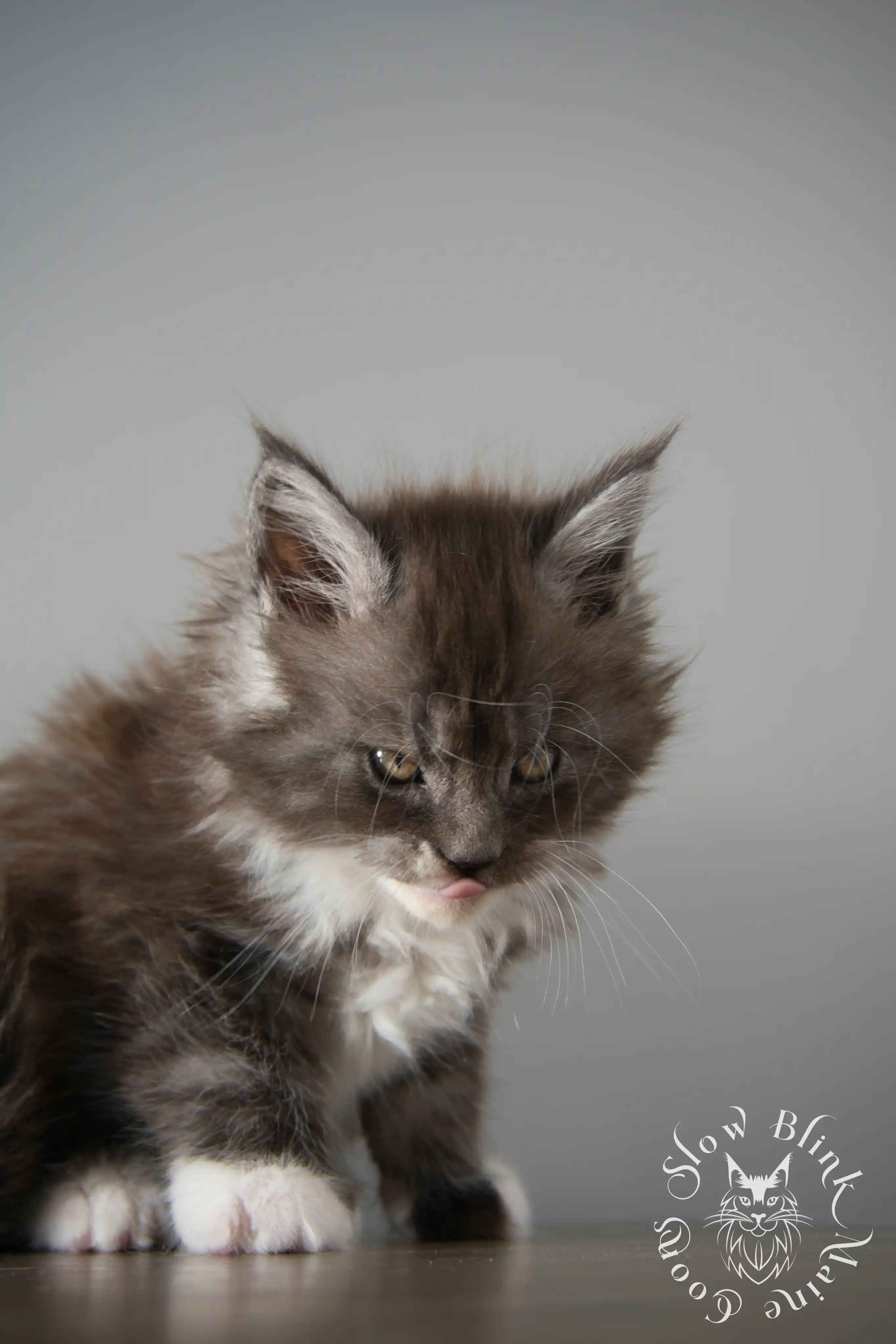 Bicolor Maine Coon Kittens > bicolor maine coon kitten | slowblinkmainecoons | ems code ns as 03 09 | taken june 2024 | 02 | 107