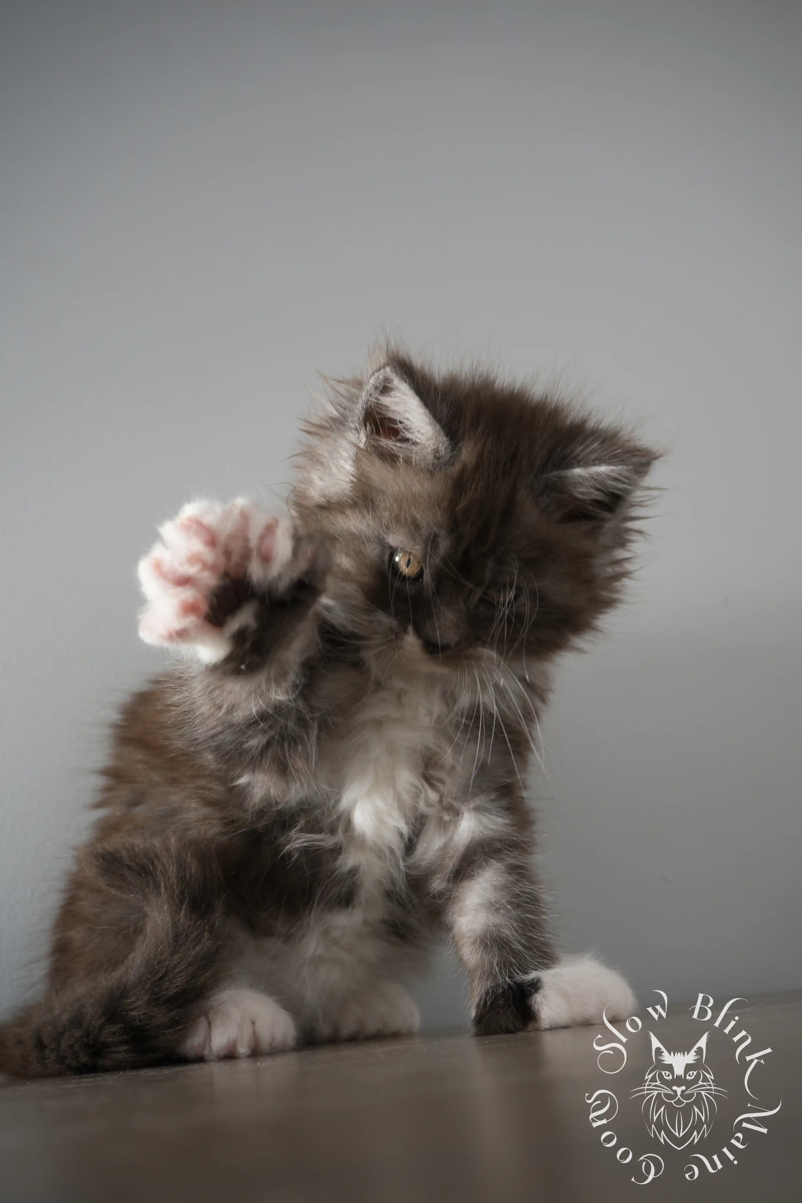 Bicolor Maine Coon Kittens > bicolor maine coon kitten | slowblinkmainecoons | ems code ns as 03 09 | taken june 2024 | 02 | 108