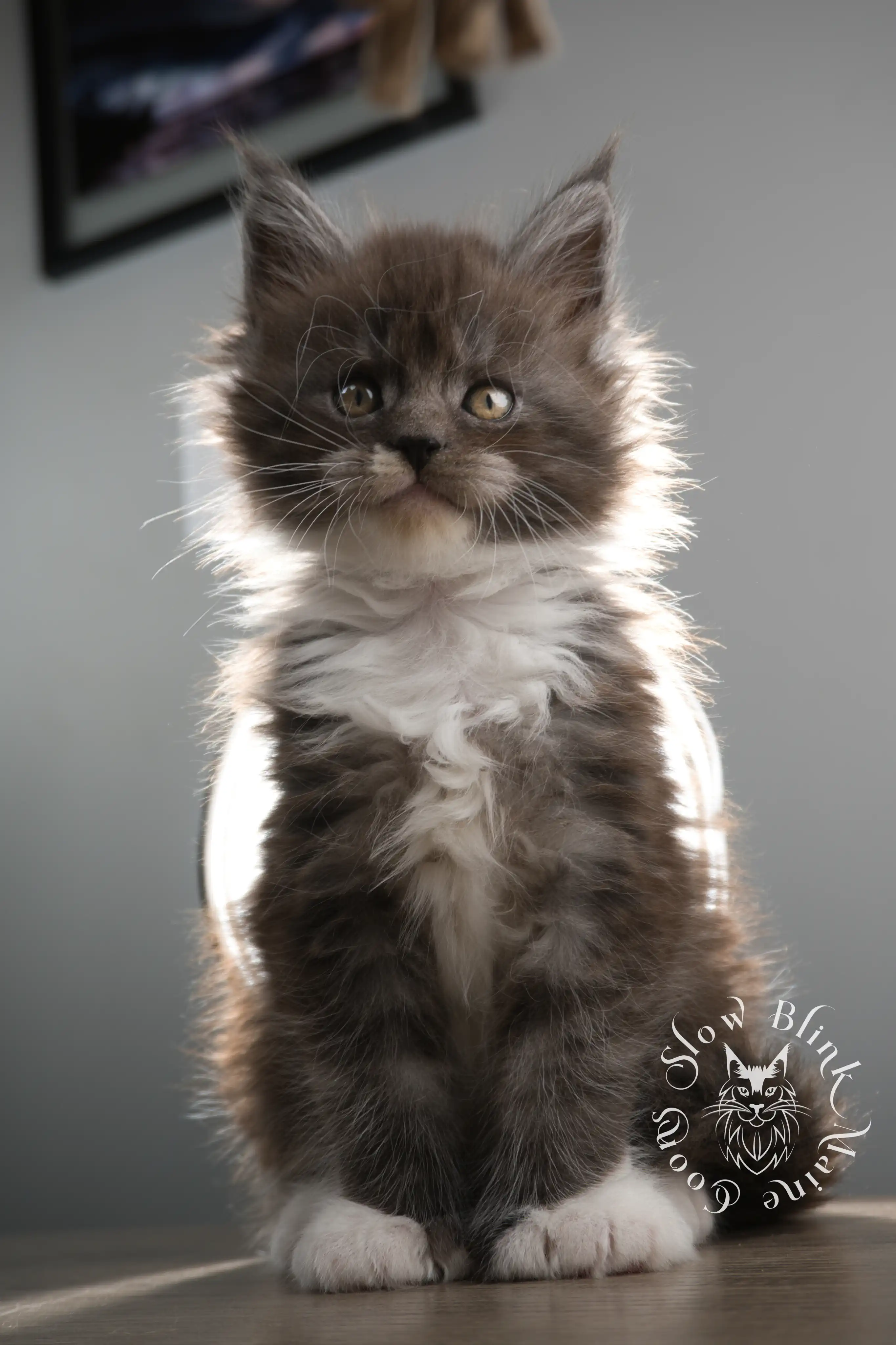 Bicolor Maine Coon Kittens > bicolor maine coon kitten | slowblinkmainecoons | ems code ns as 03 09 | taken june 2024 | 02 | 109