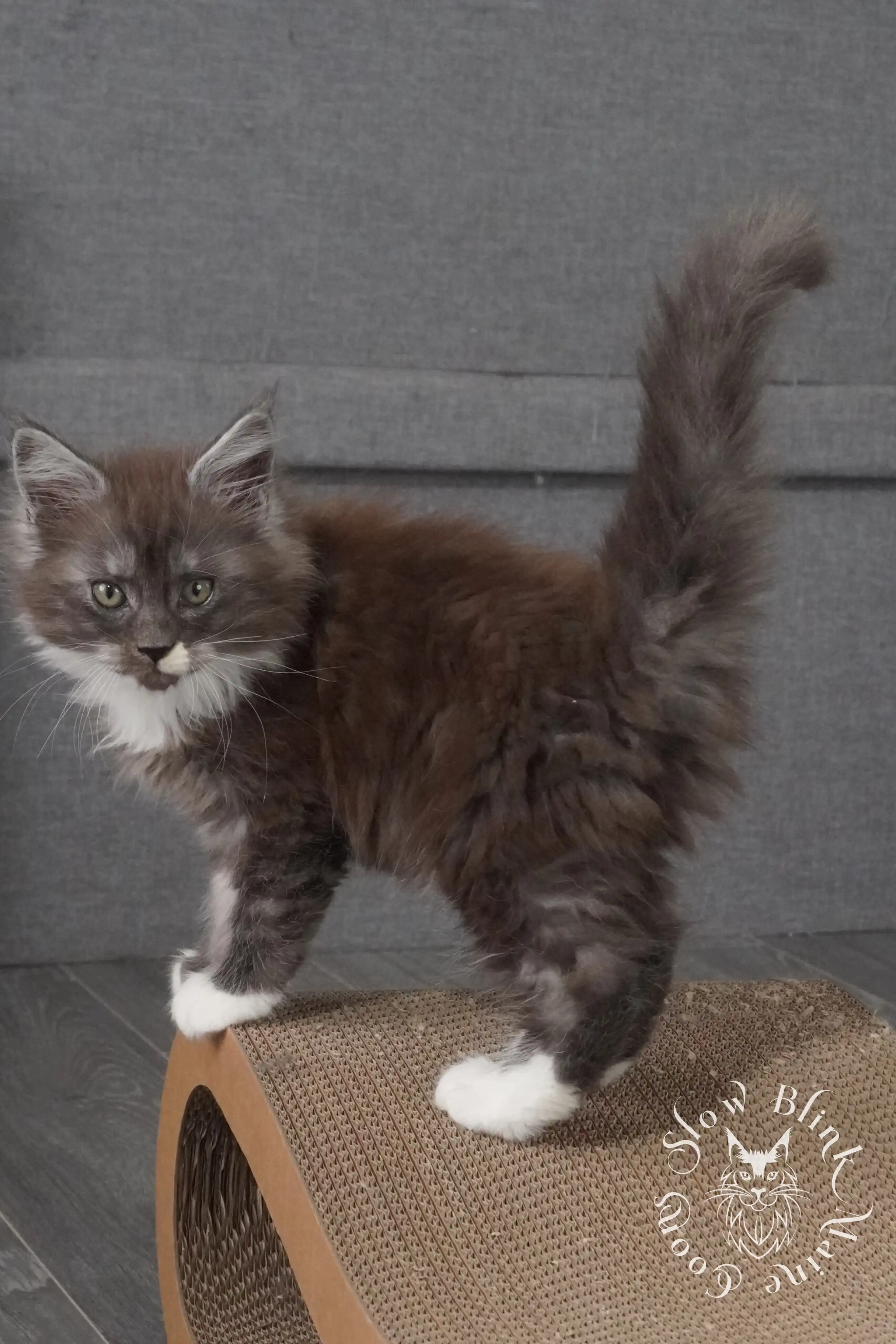 Bicolor Maine Coon Kittens > bicolor maine coon kitten | slowblinkmainecoons | ems code ns as 03 09 | taken june 2024 | 02 | 110