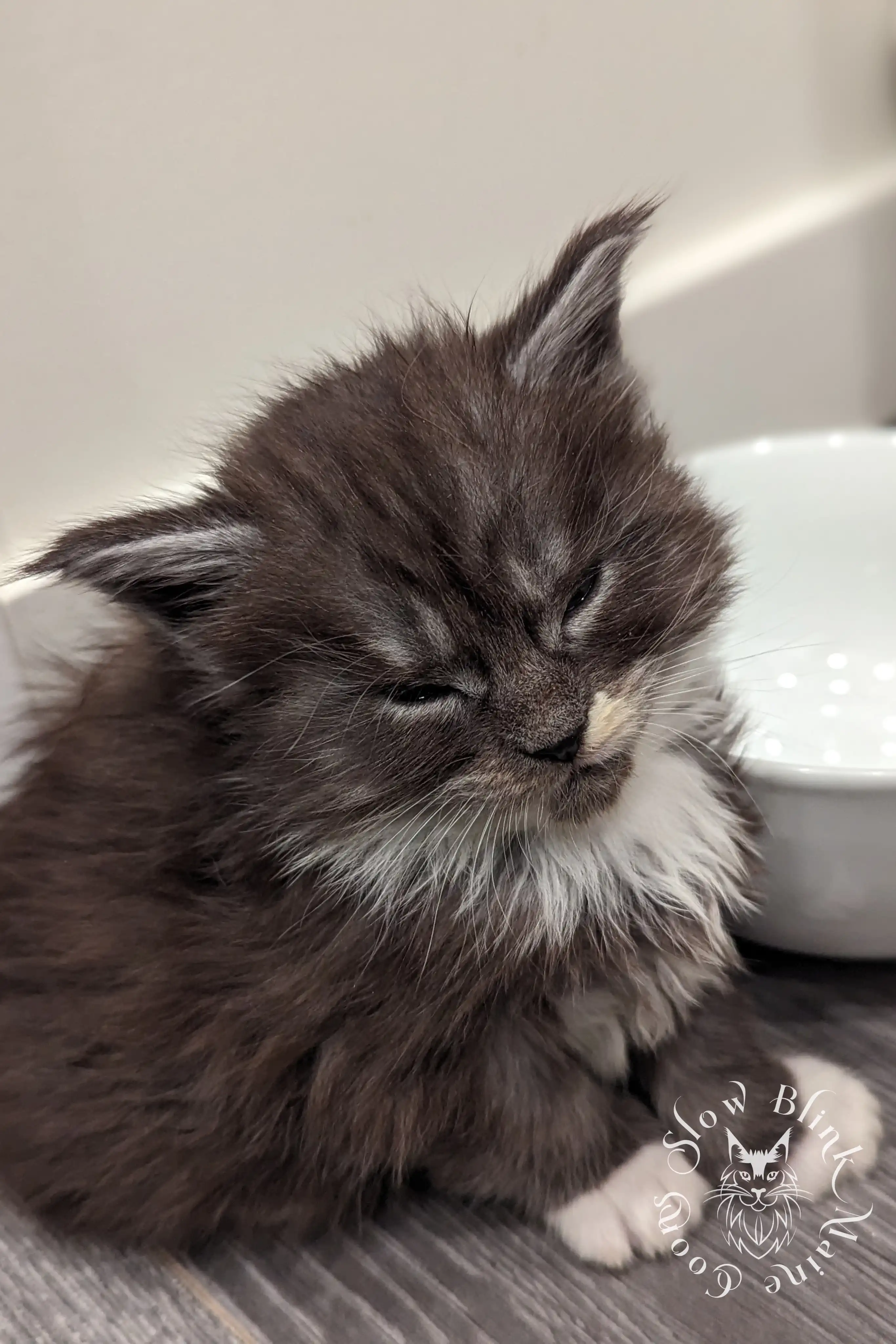 Bicolor Maine Coon Kittens > bicolor maine coon kitten | slowblinkmainecoons | ems code ns as 03 09 | taken june 2024 | 02 | 111