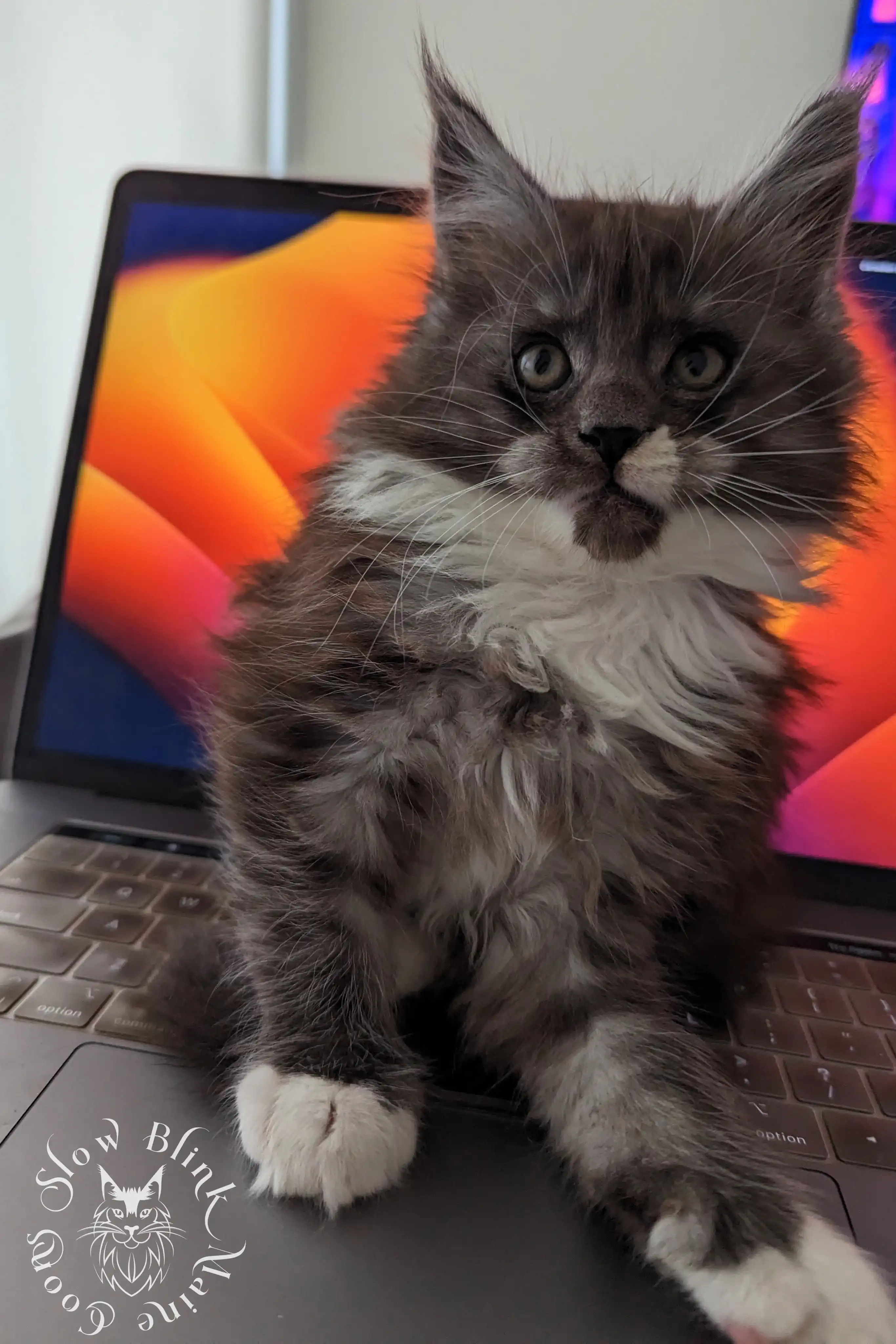 Bicolor Maine Coon Kittens > bicolor maine coon kitten | slowblinkmainecoons | ems code ns as 03 09 | taken june 2024 | 02 | 113
