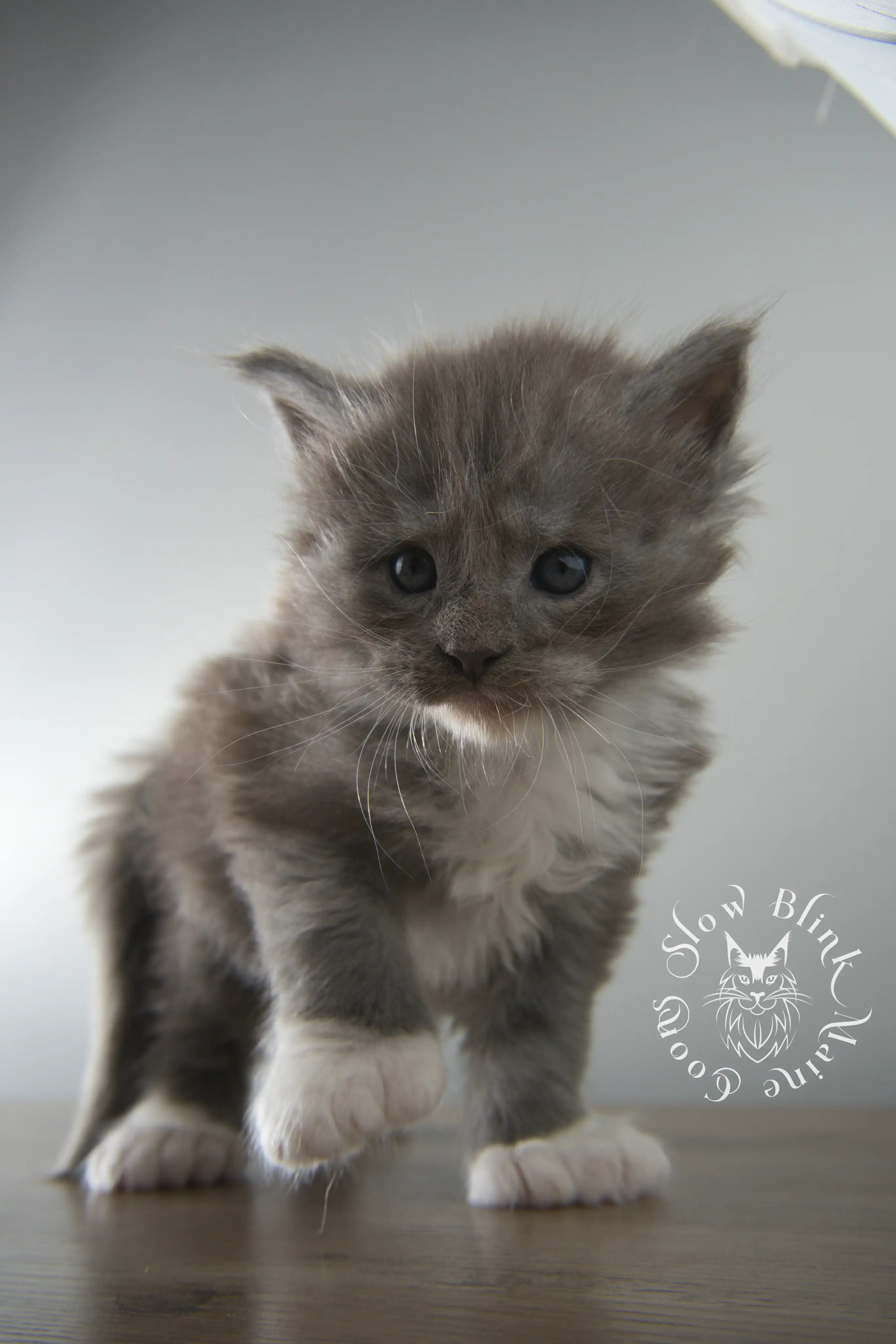Bicolor Maine Coon Kittens > bicolor maine coon kitten | slowblinkmainecoons | ems code ns as 03 09 | taken june 2024 | 02 | 114