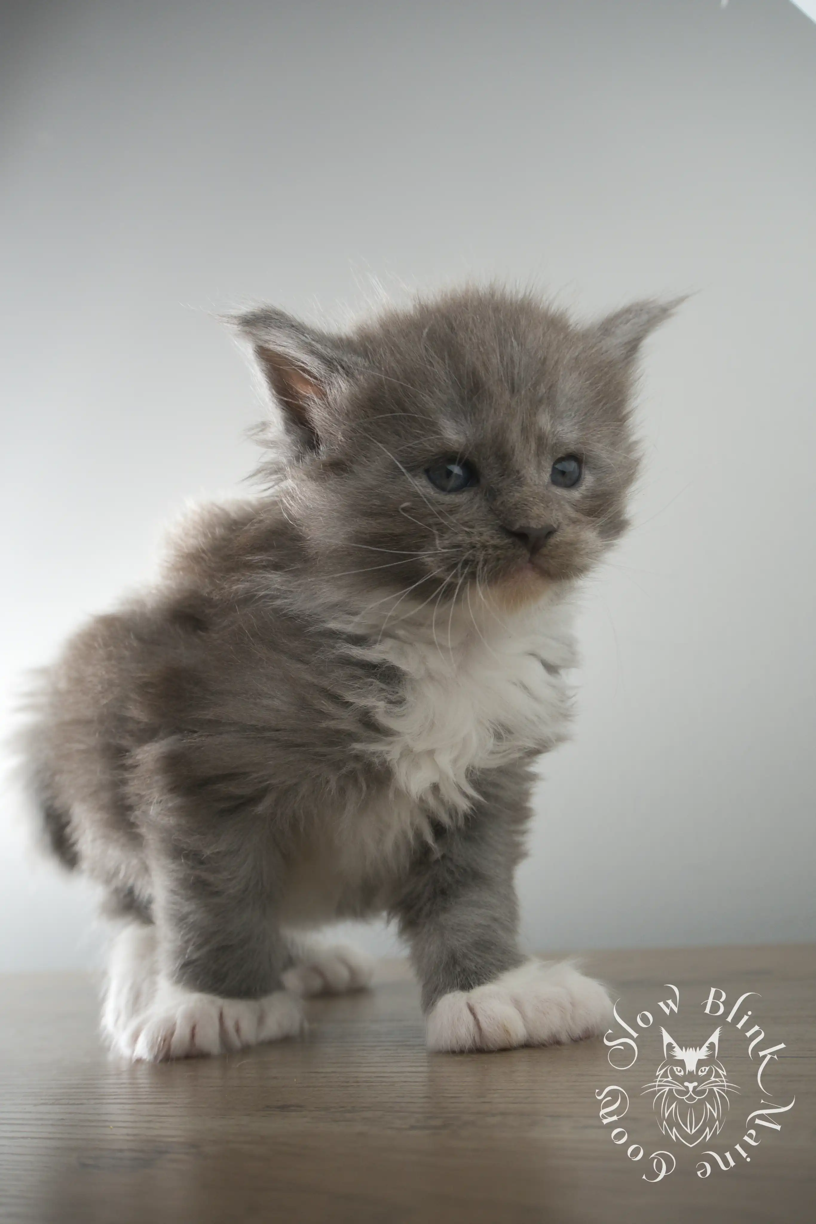 Bicolor Maine Coon Kittens > bicolor maine coon kitten | slowblinkmainecoons | ems code ns as 03 09 | taken june 2024 | 02 | 115