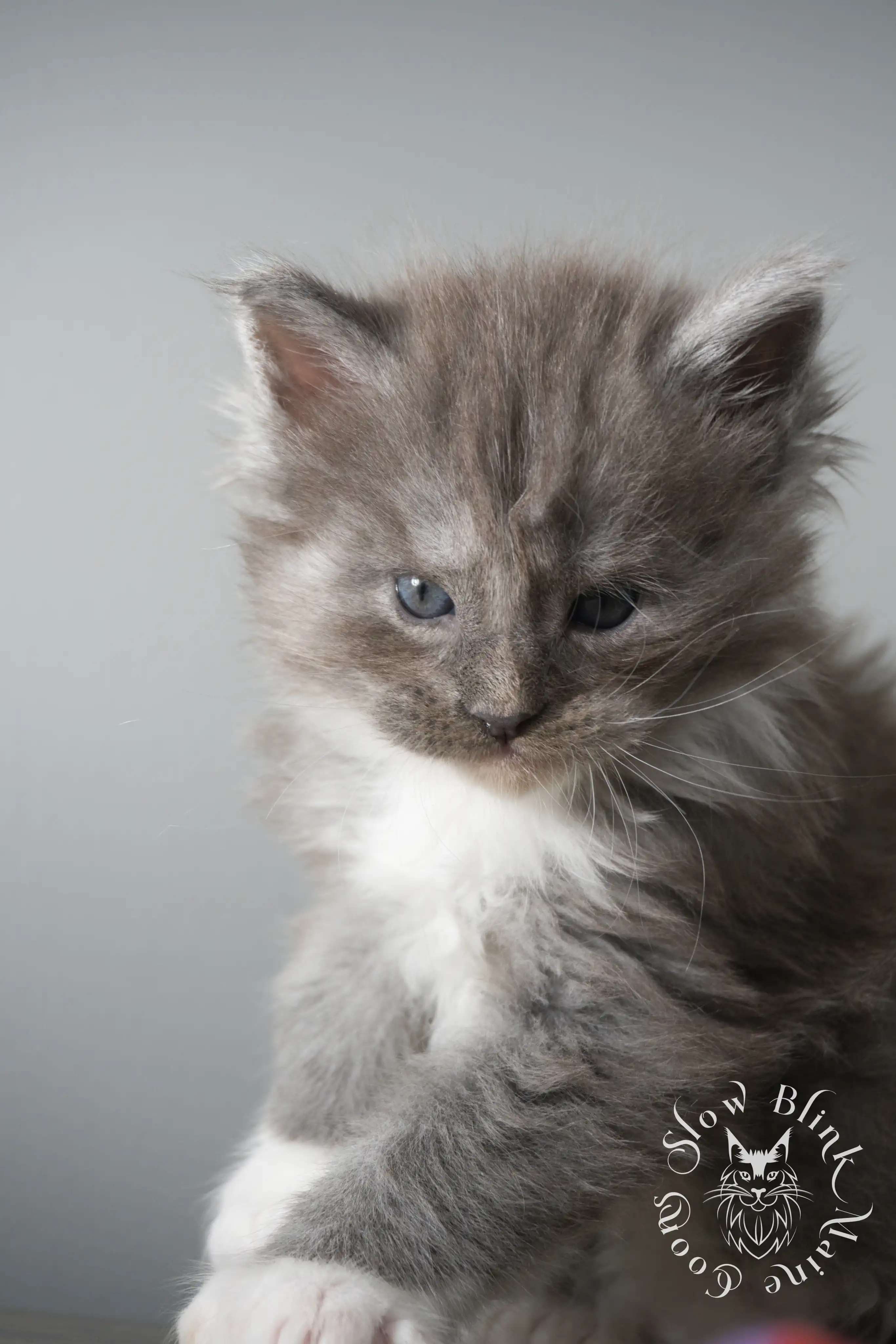 Bicolor Maine Coon Kittens > bicolor maine coon kitten | slowblinkmainecoons | ems code ns as 03 09 | taken june 2024 | 02 | 116