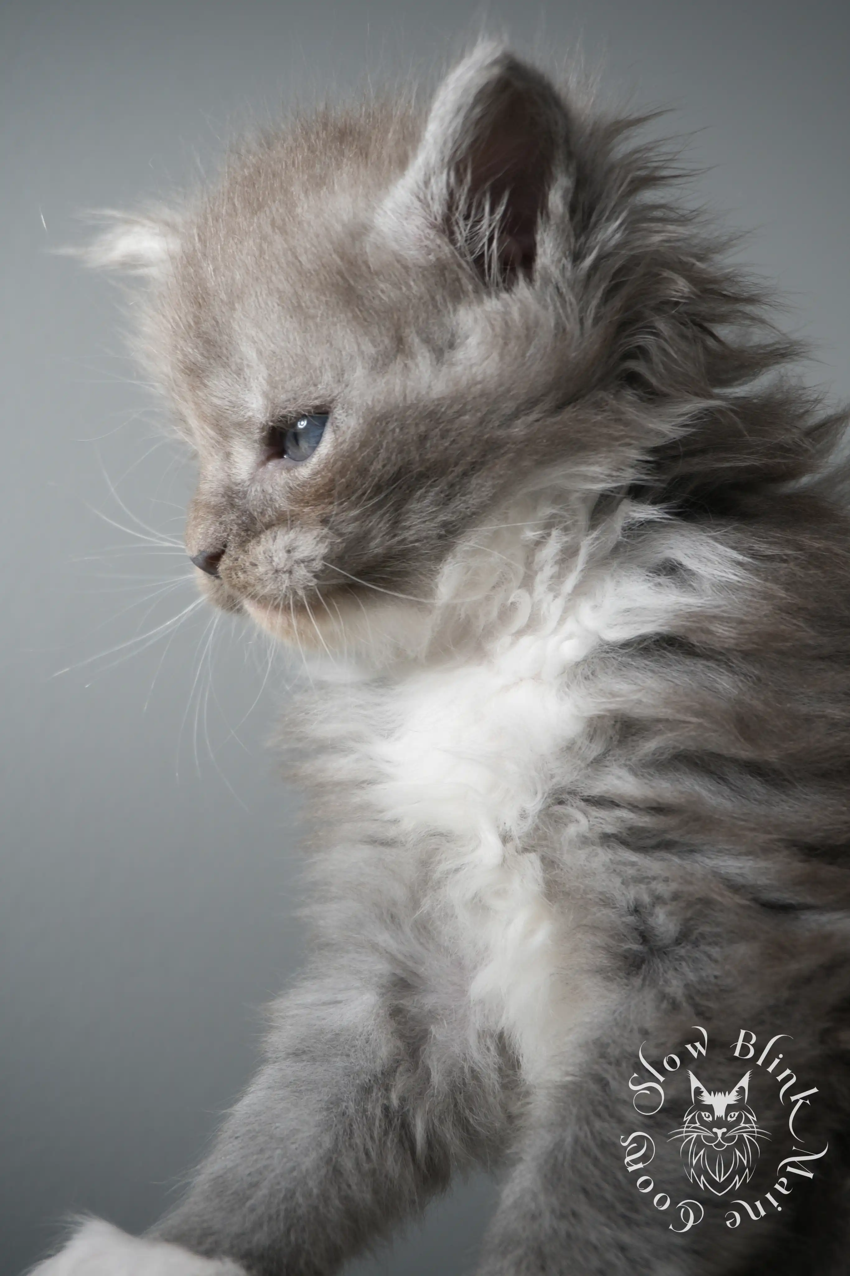 Bicolor Maine Coon Kittens > bicolor maine coon kitten | slowblinkmainecoons | ems code ns as 03 09 | taken june 2024 | 02 | 117