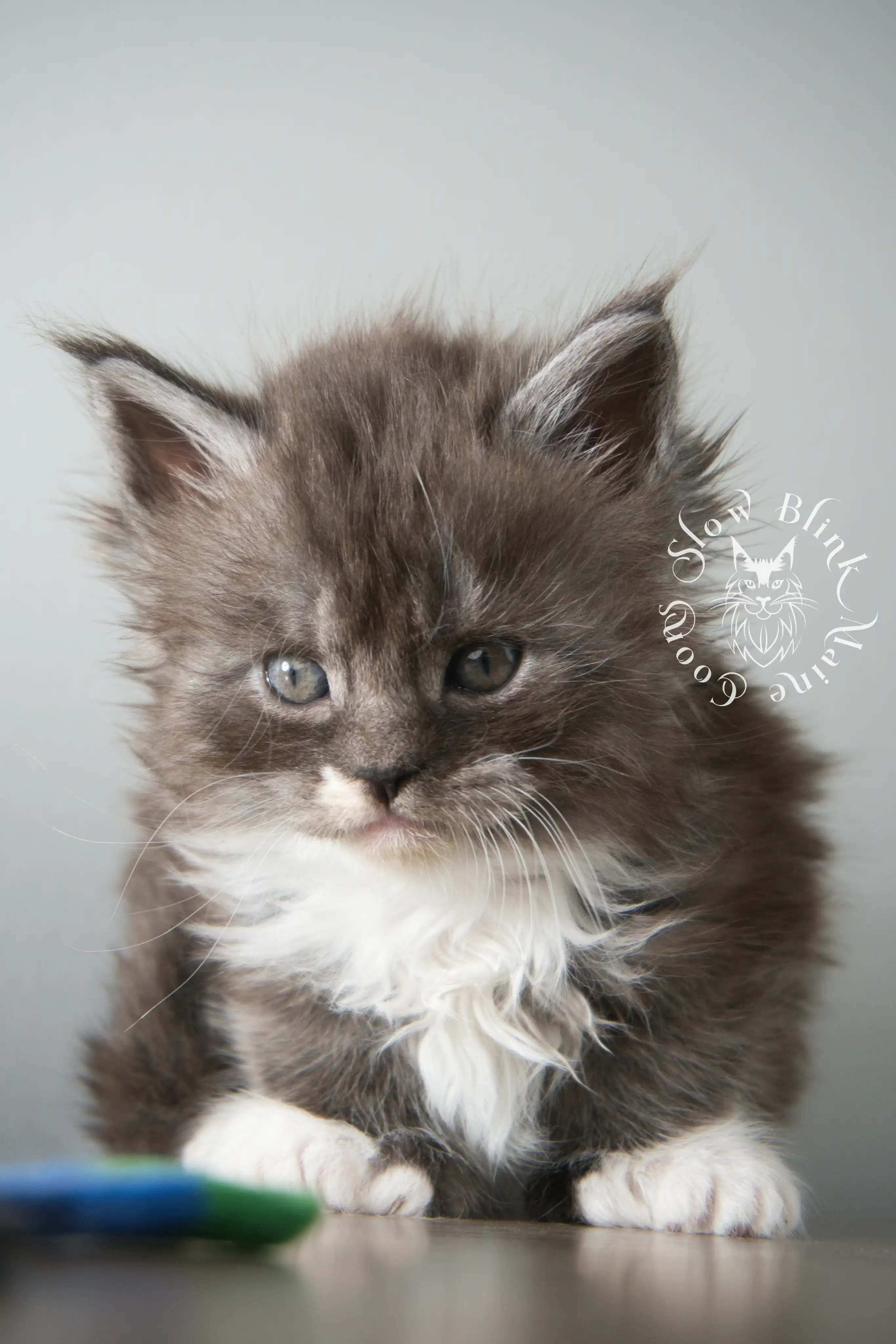 Bicolor Maine Coon Kittens > bicolor maine coon kitten | slowblinkmainecoons | ems code ns as 03 09 | taken june 2024 | 02 | 120
