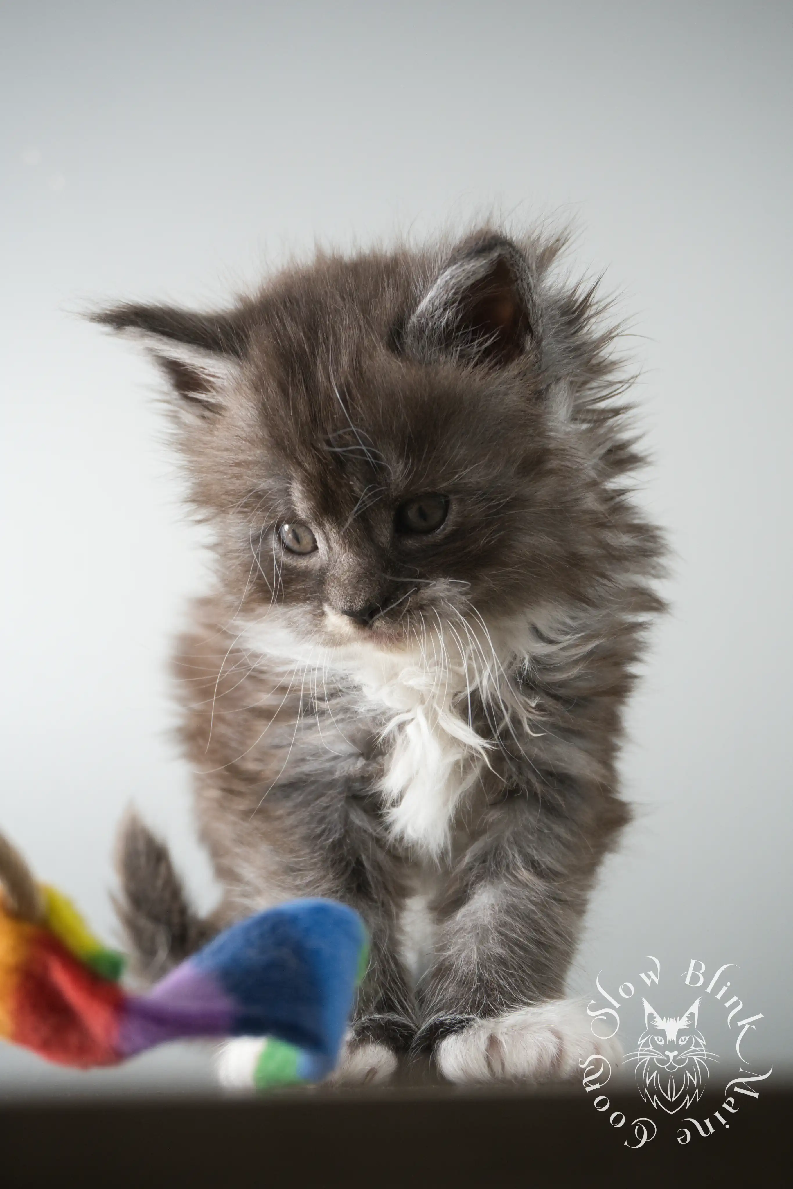 Bicolor Maine Coon Kittens > bicolor maine coon kitten | slowblinkmainecoons | ems code ns as 03 09 | taken june 2024 | 02 | 122