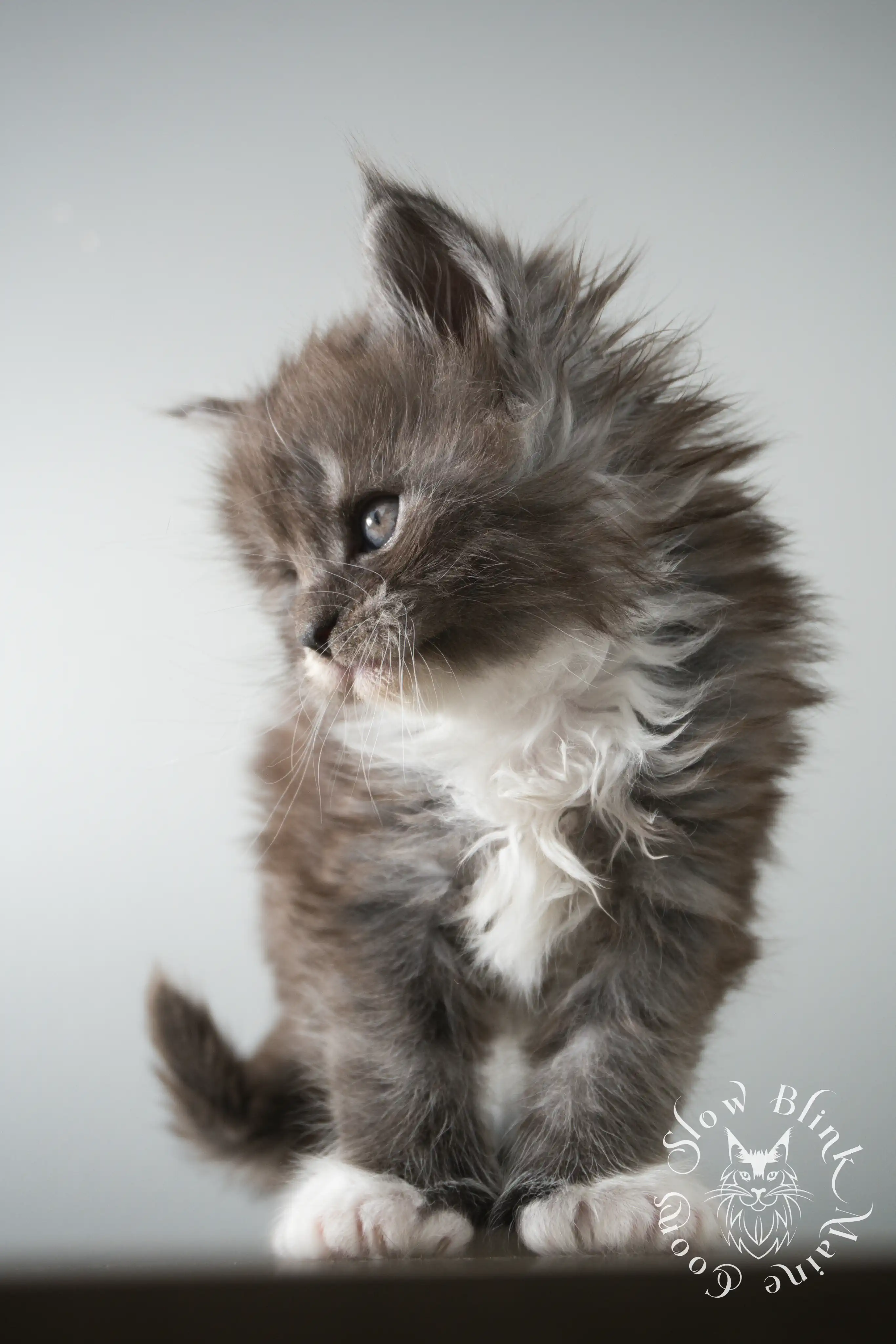 Bicolor Maine Coon Kittens > bicolor maine coon kitten | slowblinkmainecoons | ems code ns as 03 09 | taken june 2024 | 02 | 123