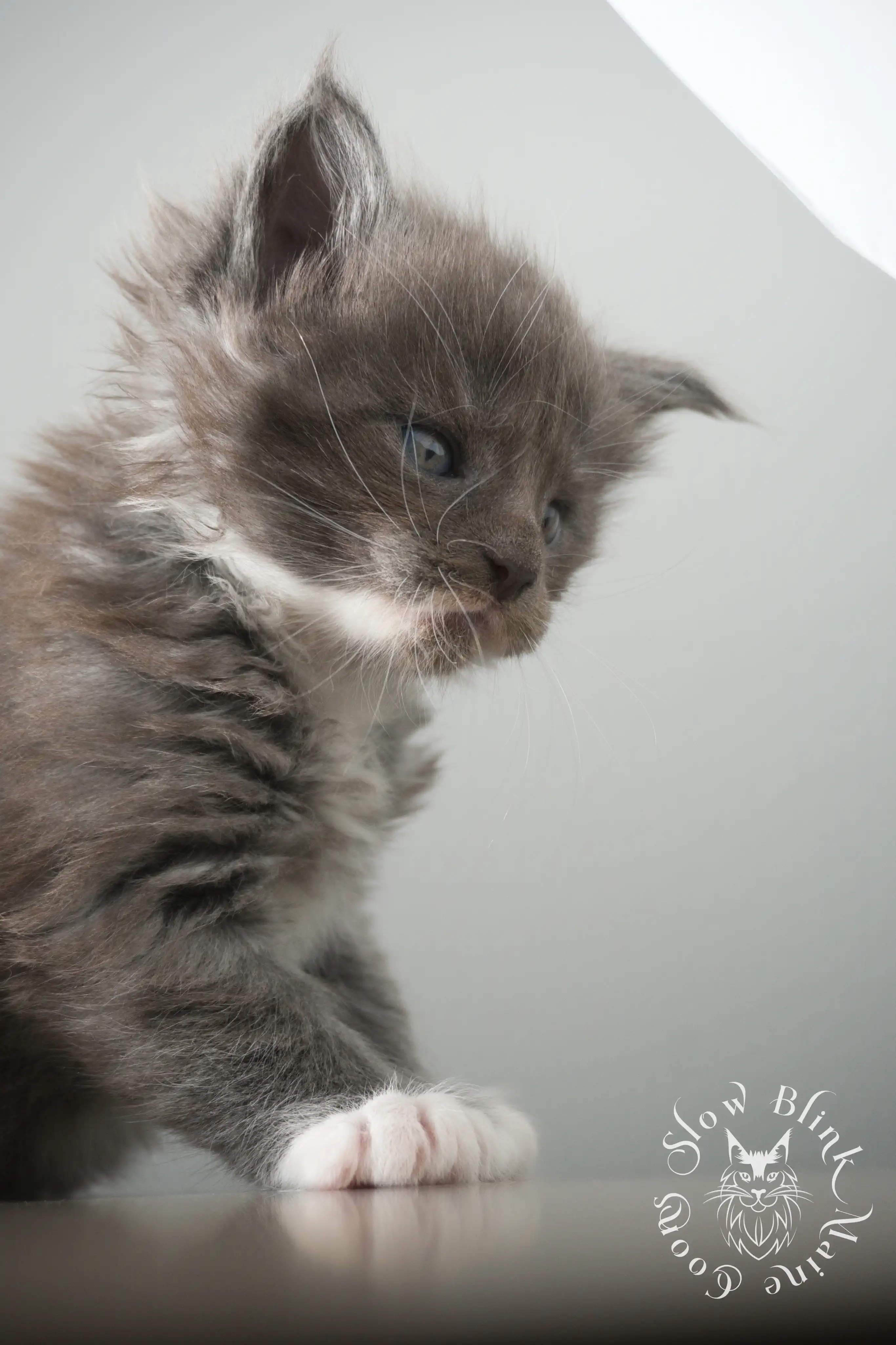 Bicolor Maine Coon Kittens > bicolor maine coon kitten | slowblinkmainecoons | ems code ns as 03 09 | taken june 2024 | 02 | 124