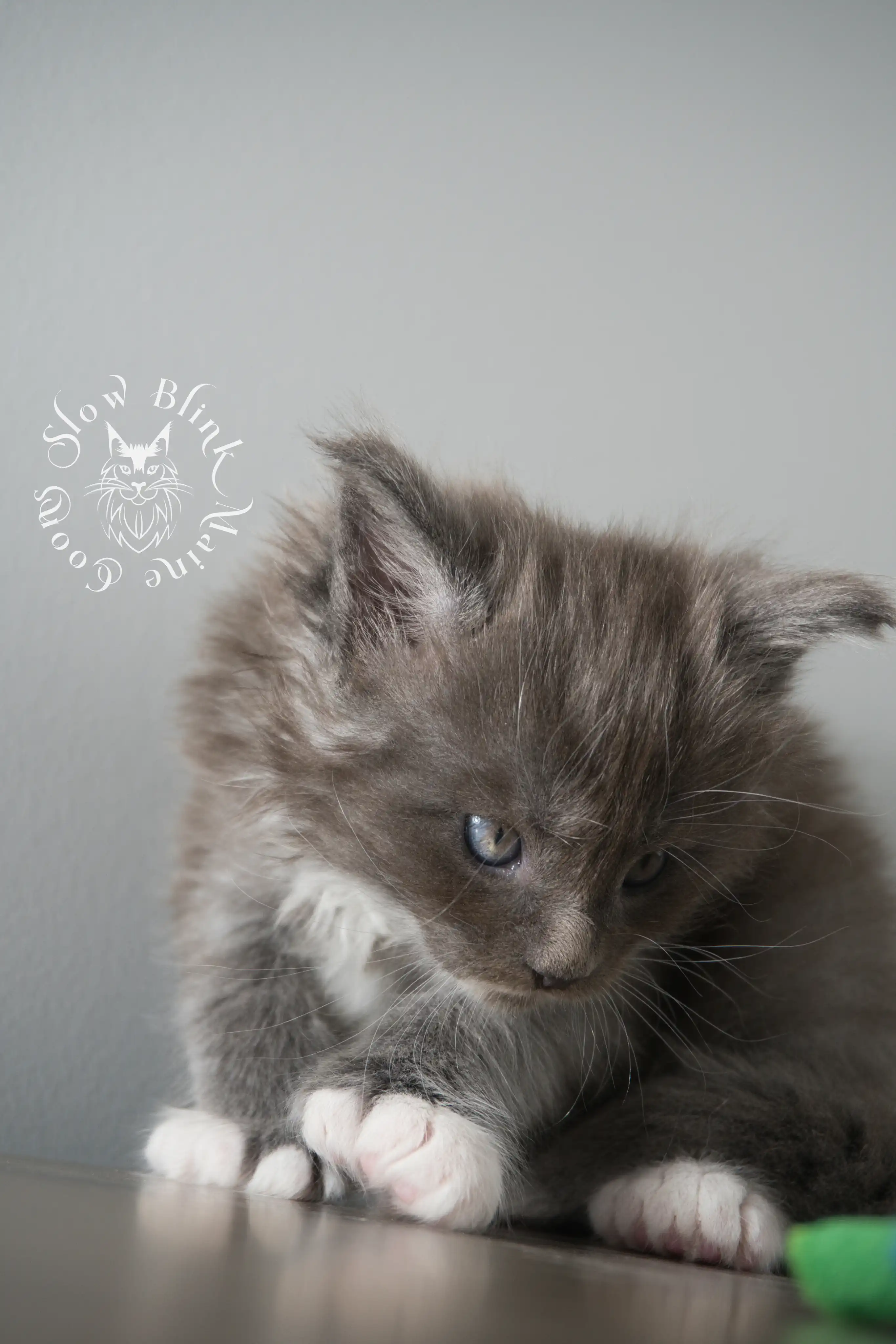 Bicolor Maine Coon Kittens > bicolor maine coon kitten | slowblinkmainecoons | ems code ns as 03 09 | taken june 2024 | 02 | 125