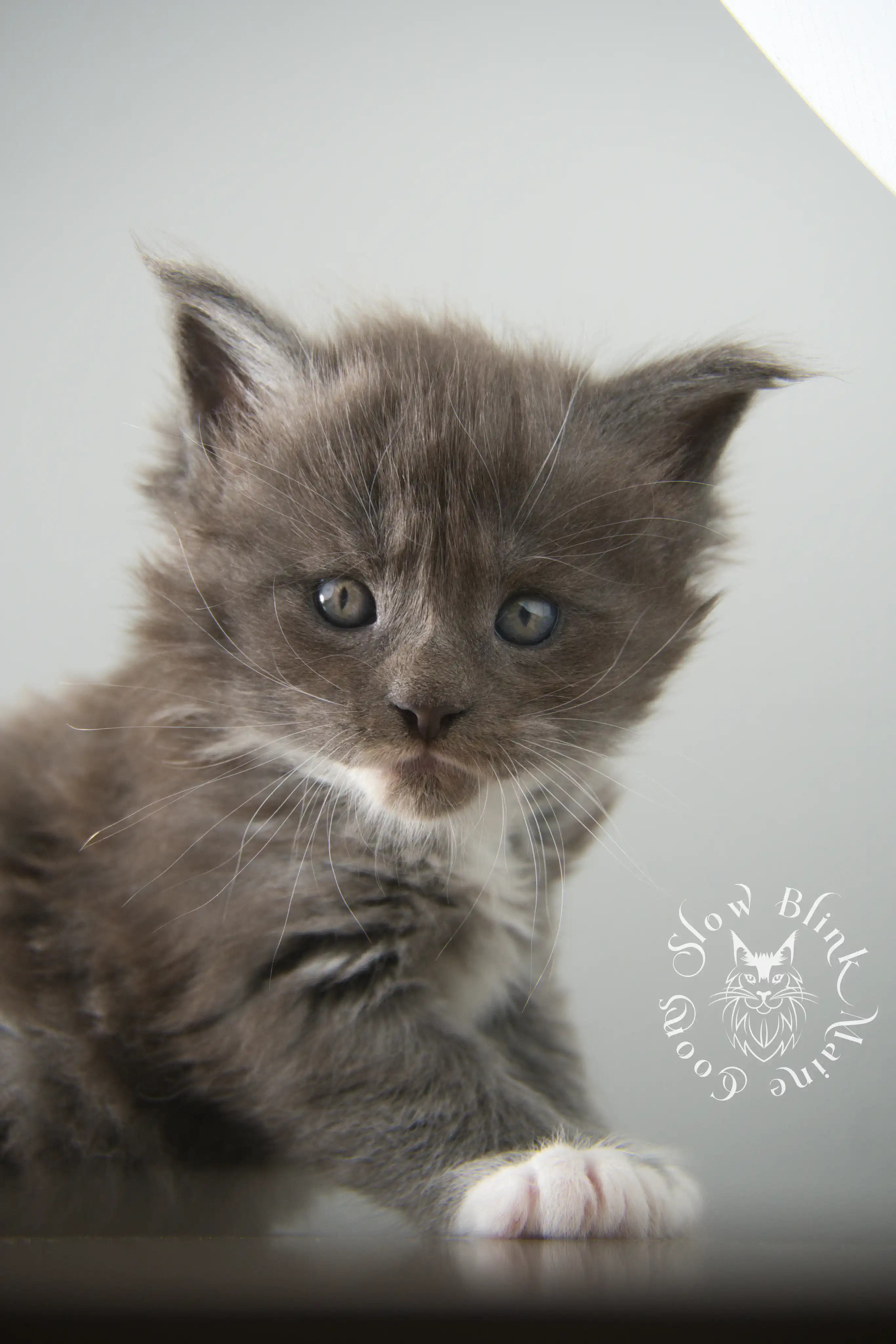 Bicolor Maine Coon Kittens > bicolor maine coon kitten | slowblinkmainecoons | ems code ns as 03 09 | taken june 2024 | 02 | 126