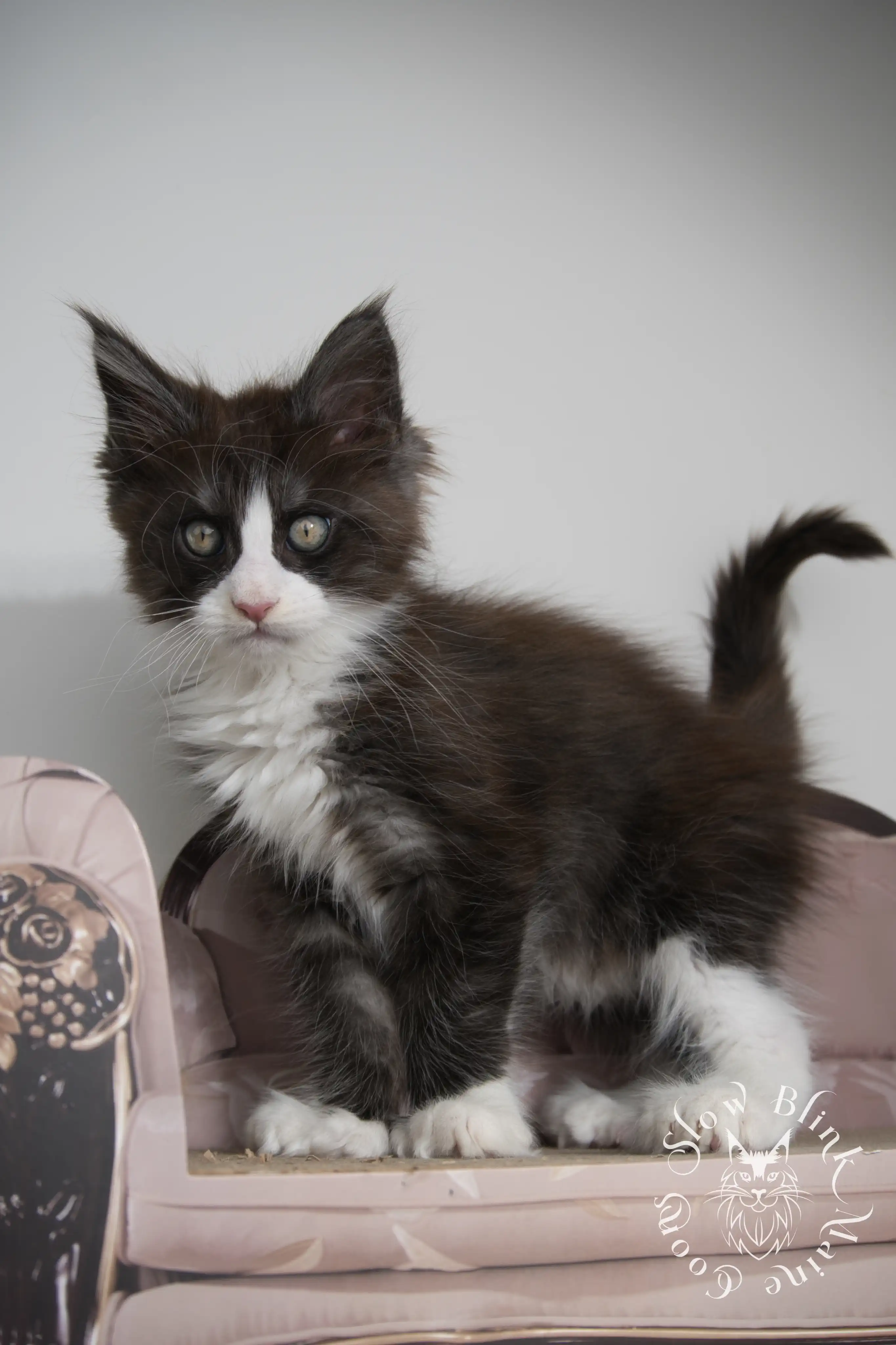 Bicolor Maine Coon Kittens > bicolor maine coon kitten | slowblinkmainecoons | ems code ns as 03 09 | taken june 2024 | 02 | 127