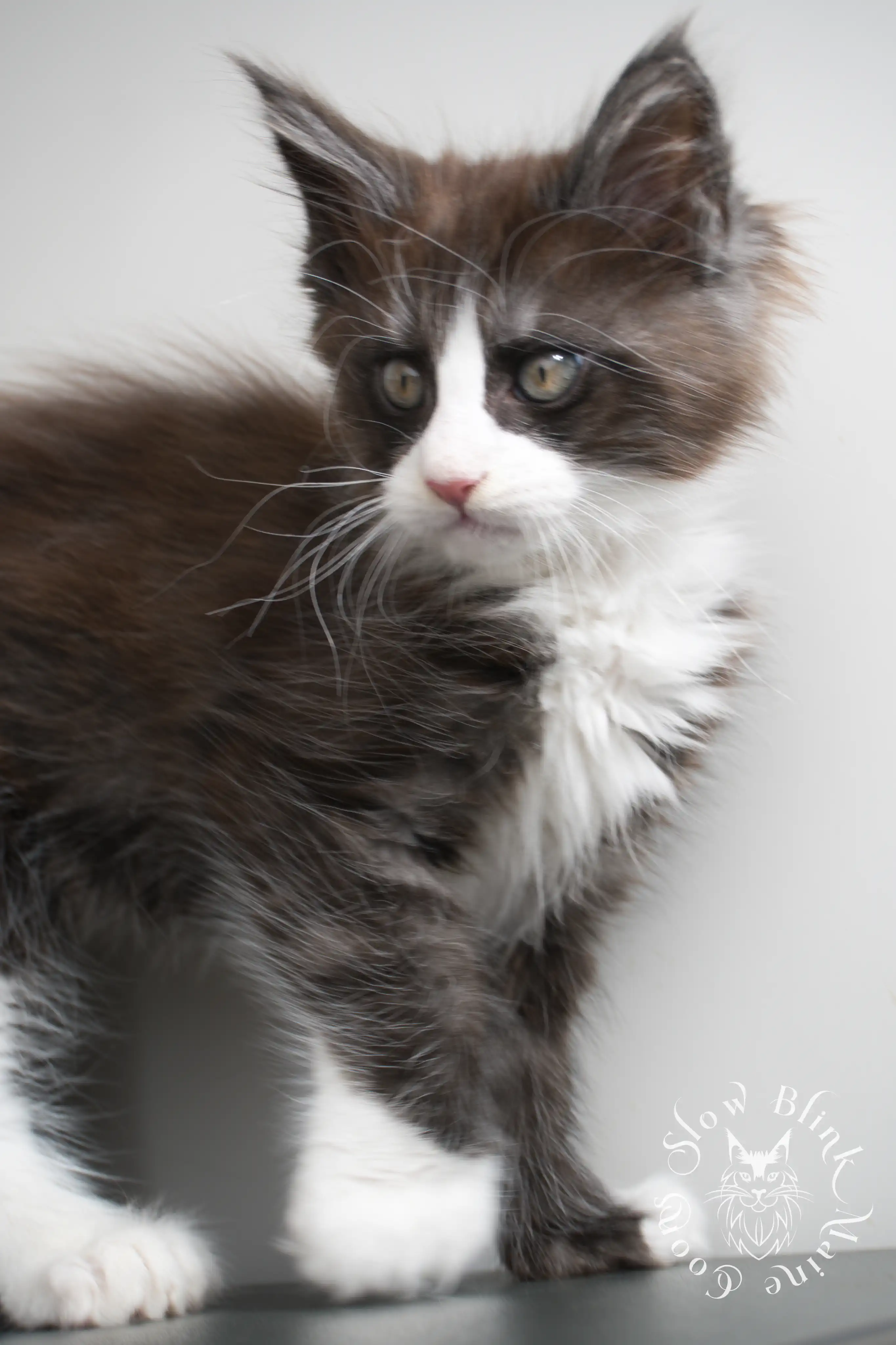 Bicolor Maine Coon Kittens > bicolor maine coon kitten | slowblinkmainecoons | ems code ns as 03 09 | taken june 2024 | 02 | 128