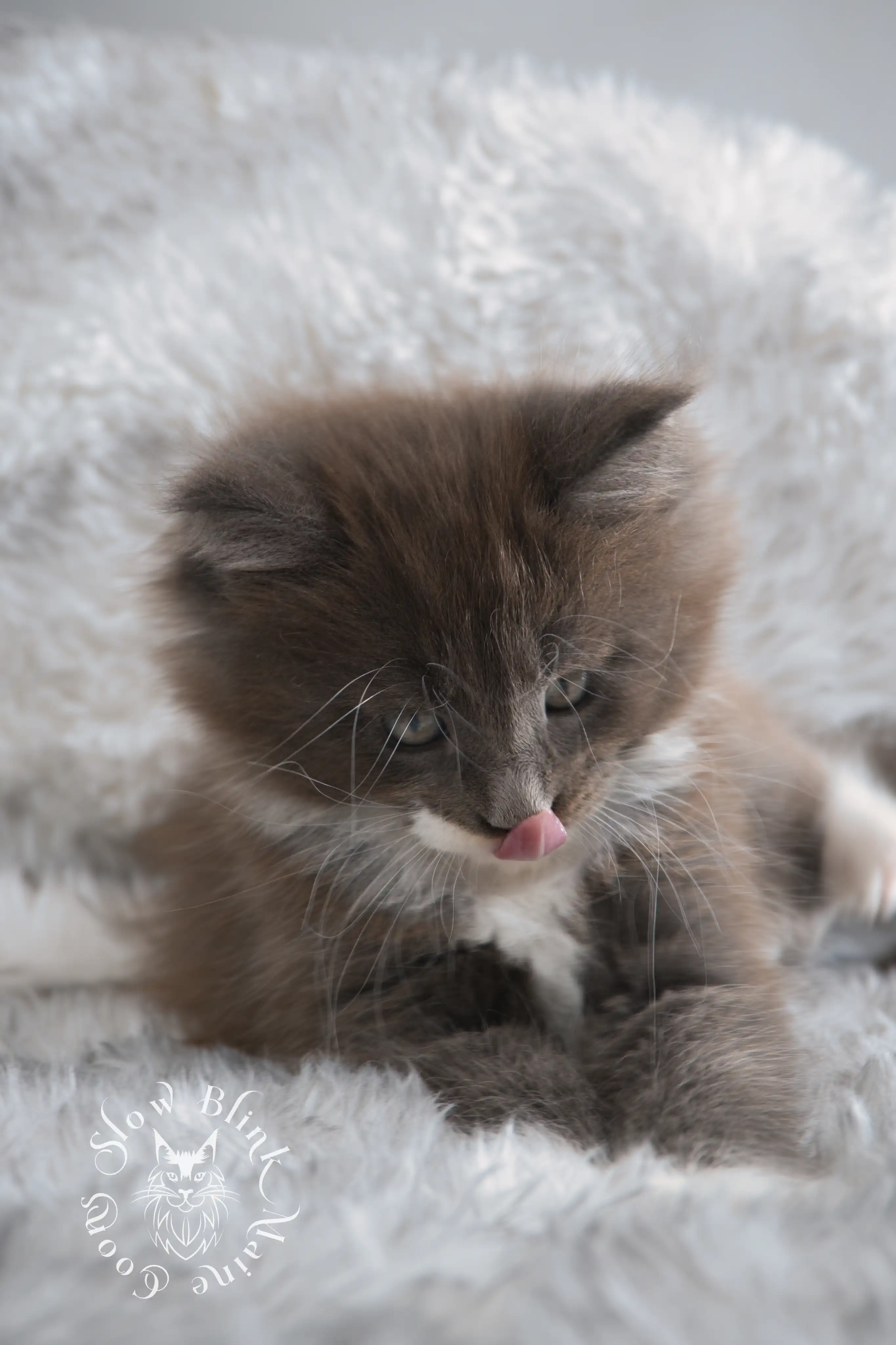 Bicolor Maine Coon Kittens > bicolor maine coon kitten | slowblinkmainecoons | ems code ns as 03 09 | taken june 2024 | 02 | 129