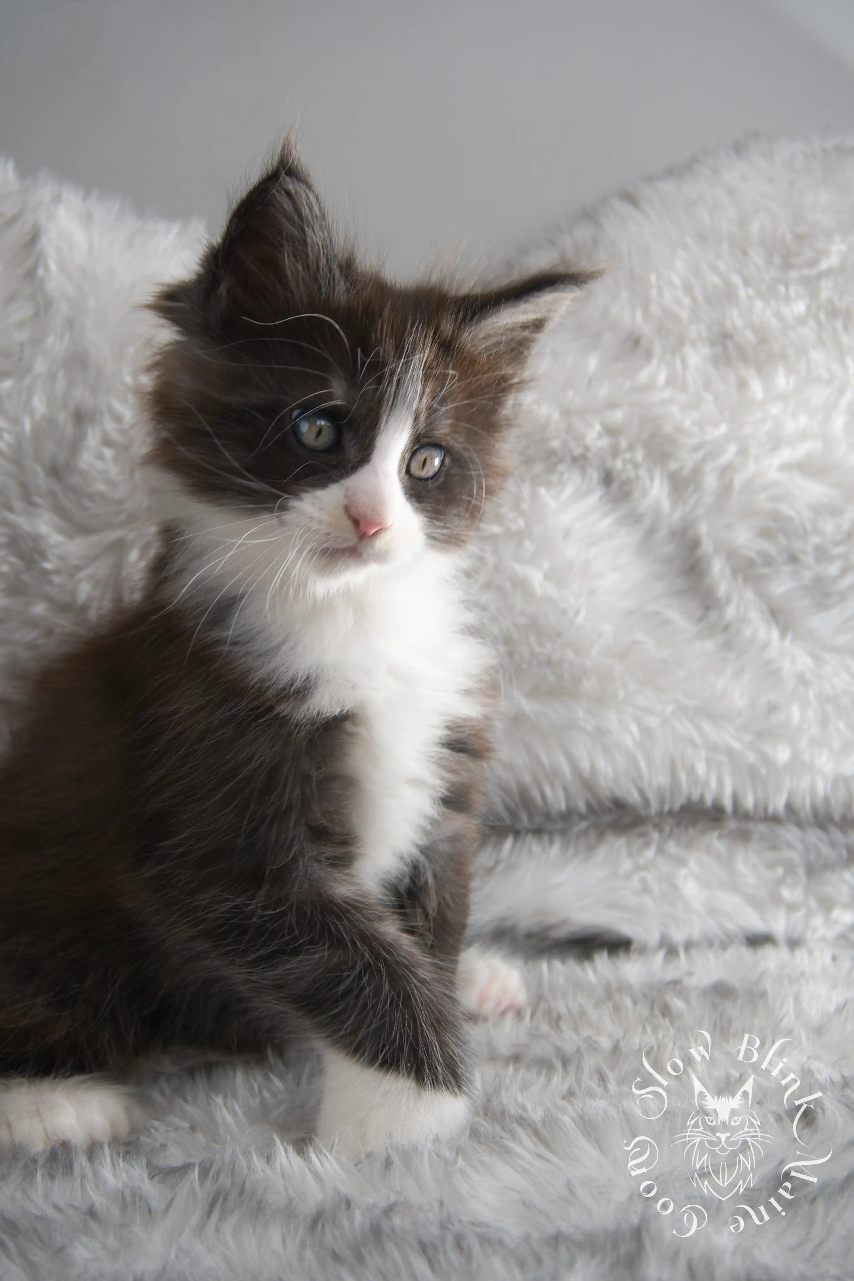 Bicolor Maine Coon Kittens > bicolor maine coon kitten | slowblinkmainecoons | ems code ns as 03 09 | taken june 2024 | 02 | 130