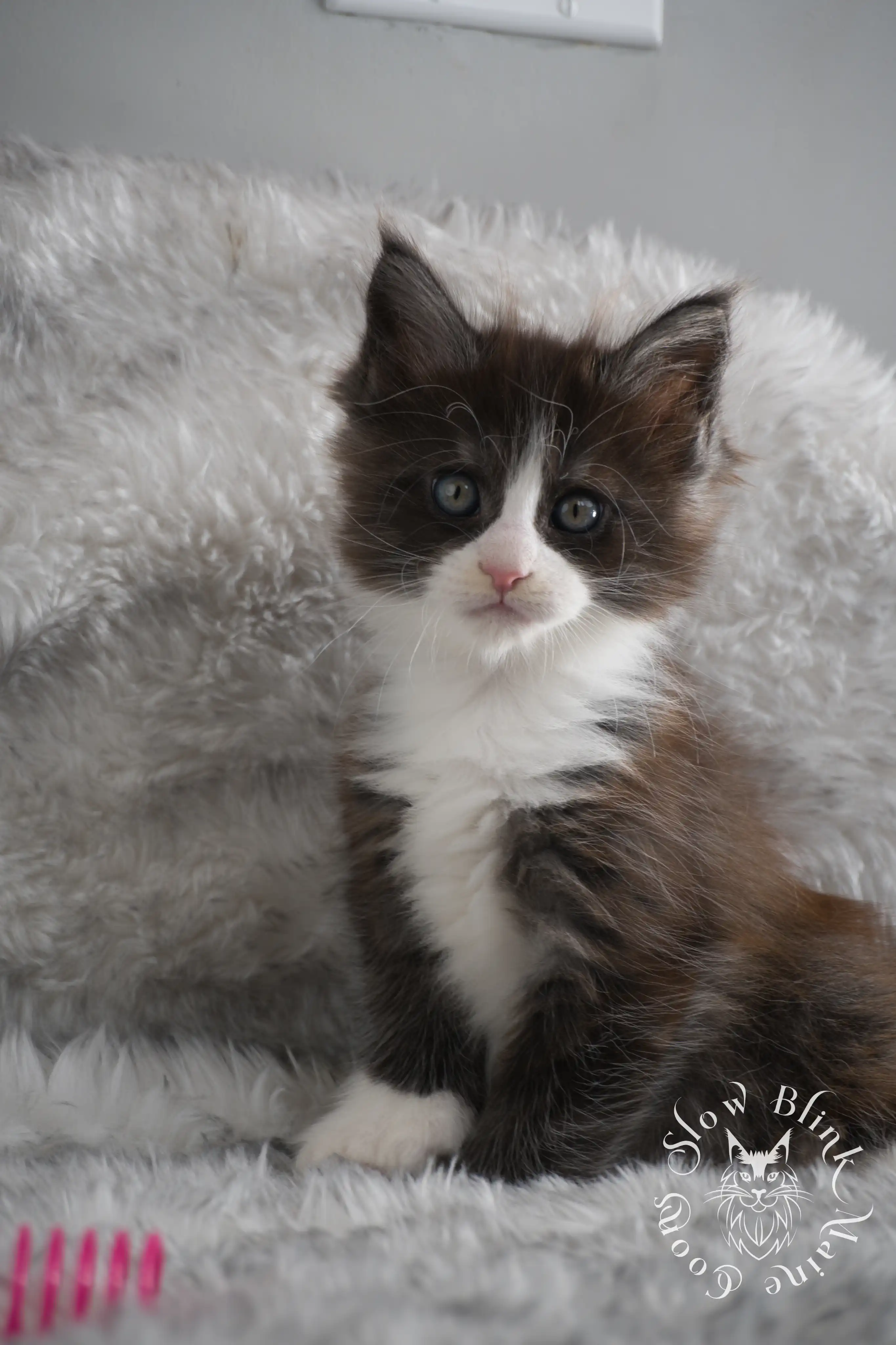 Bicolor Maine Coon Kittens > bicolor maine coon kitten | slowblinkmainecoons | ems code ns as 03 09 | taken june 2024 | 02 | 131