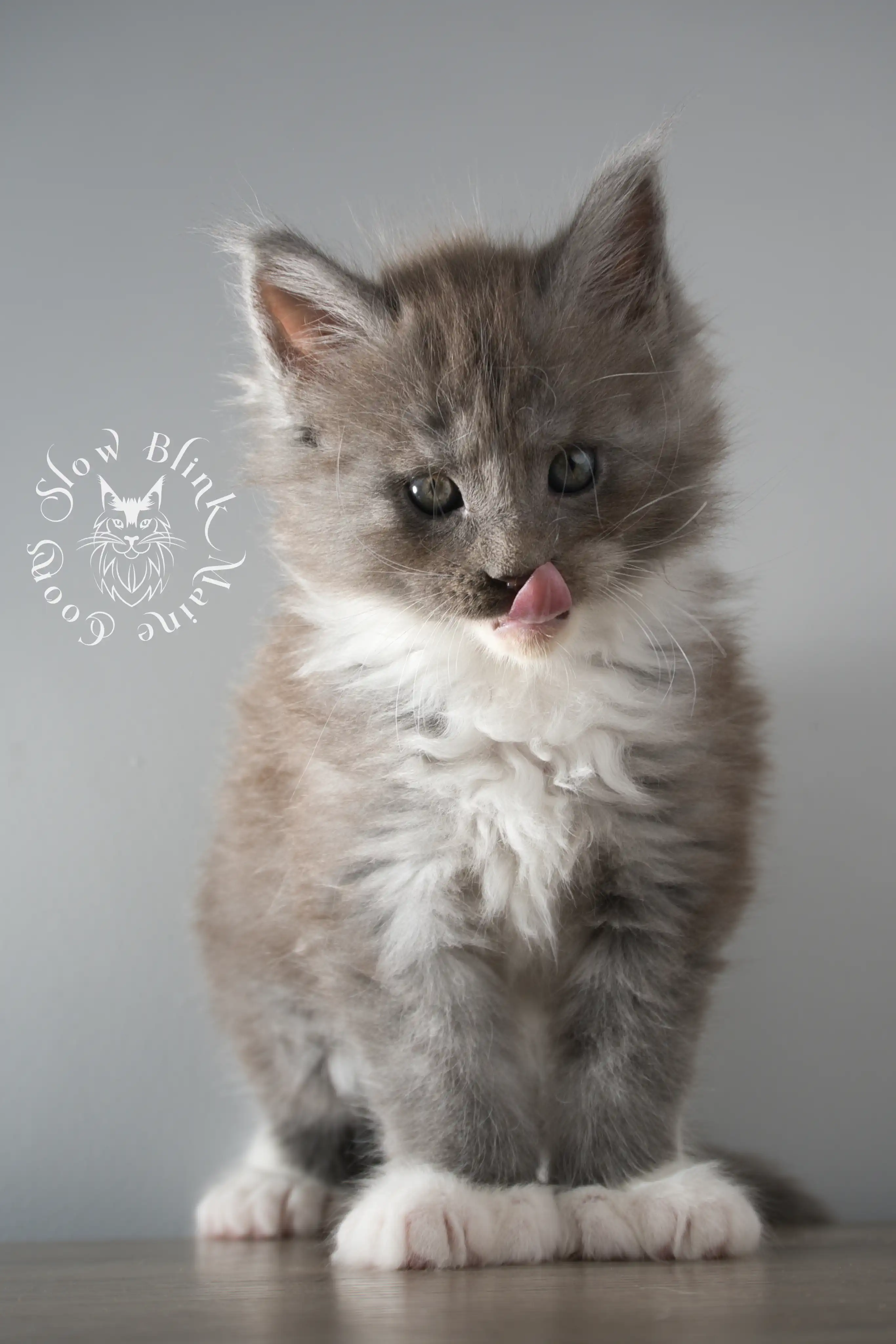 Bicolor Maine Coon Kittens > bicolor maine coon kitten | slowblinkmainecoons | ems code ns as 03 09 | taken june 2024 | 02 | 132