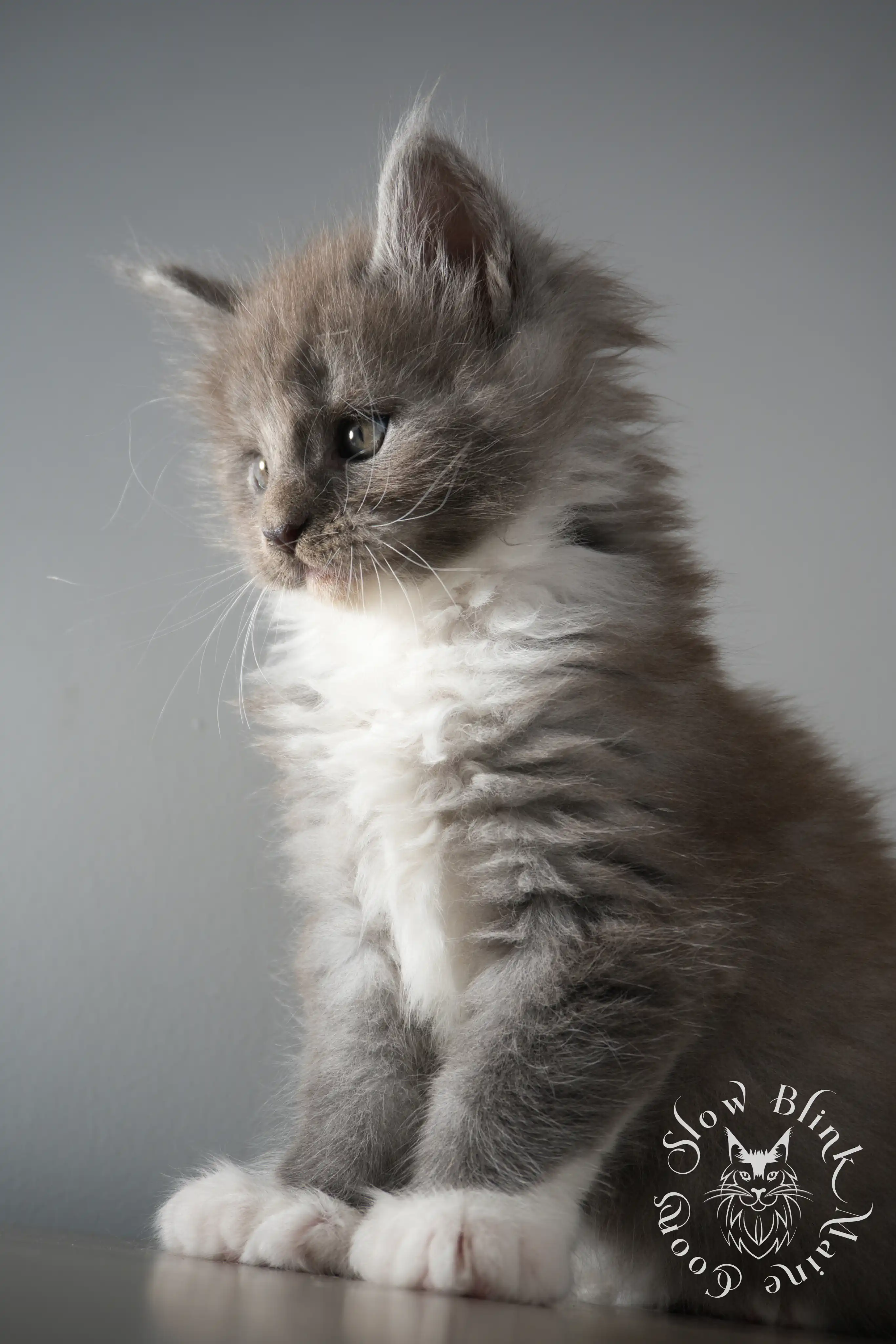Bicolor Maine Coon Kittens > bicolor maine coon kitten | slowblinkmainecoons | ems code ns as 03 09 | taken june 2024 | 02 | 133