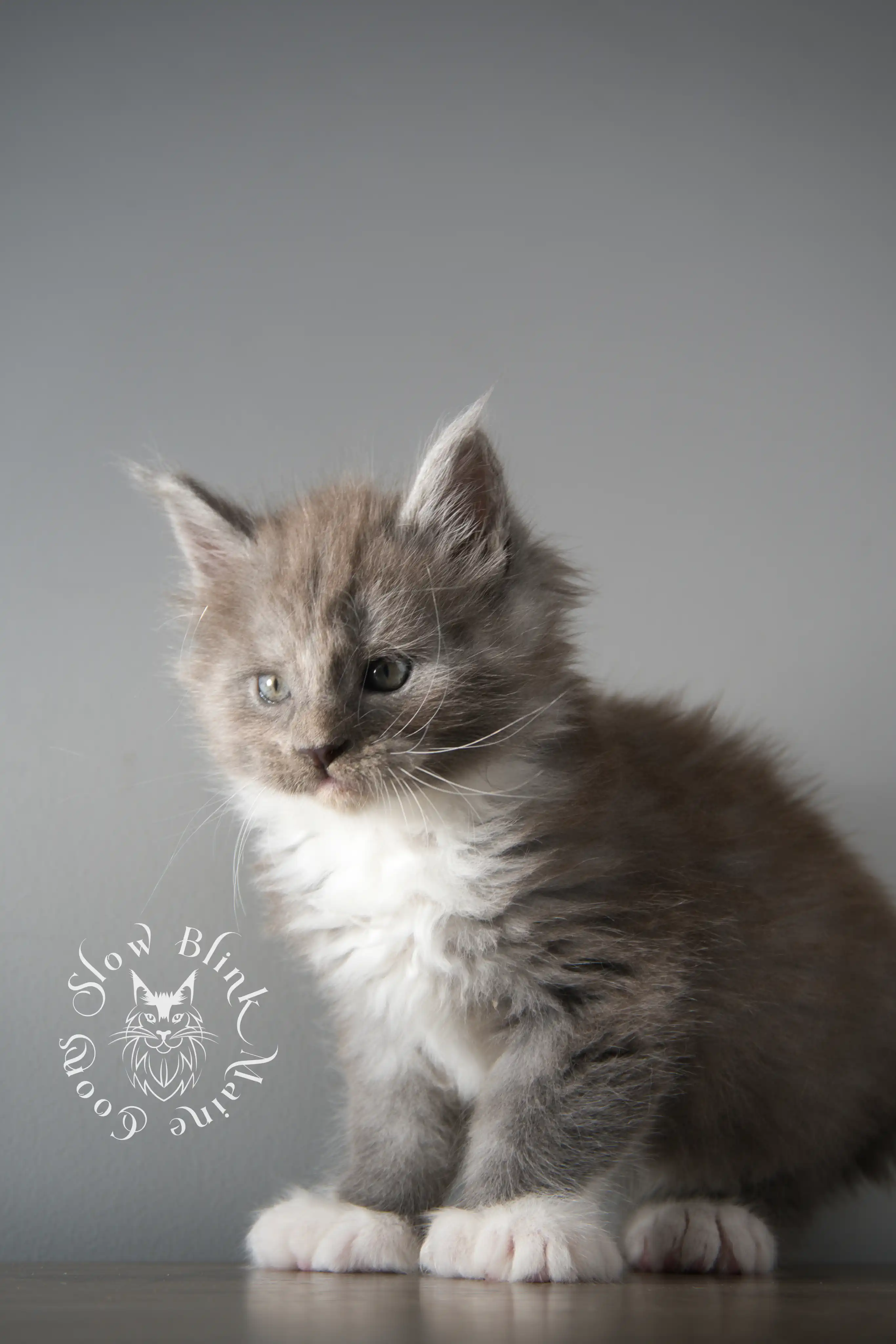 Bicolor Maine Coon Kittens > bicolor maine coon kitten | slowblinkmainecoons | ems code ns as 03 09 | taken june 2024 | 02 | 134