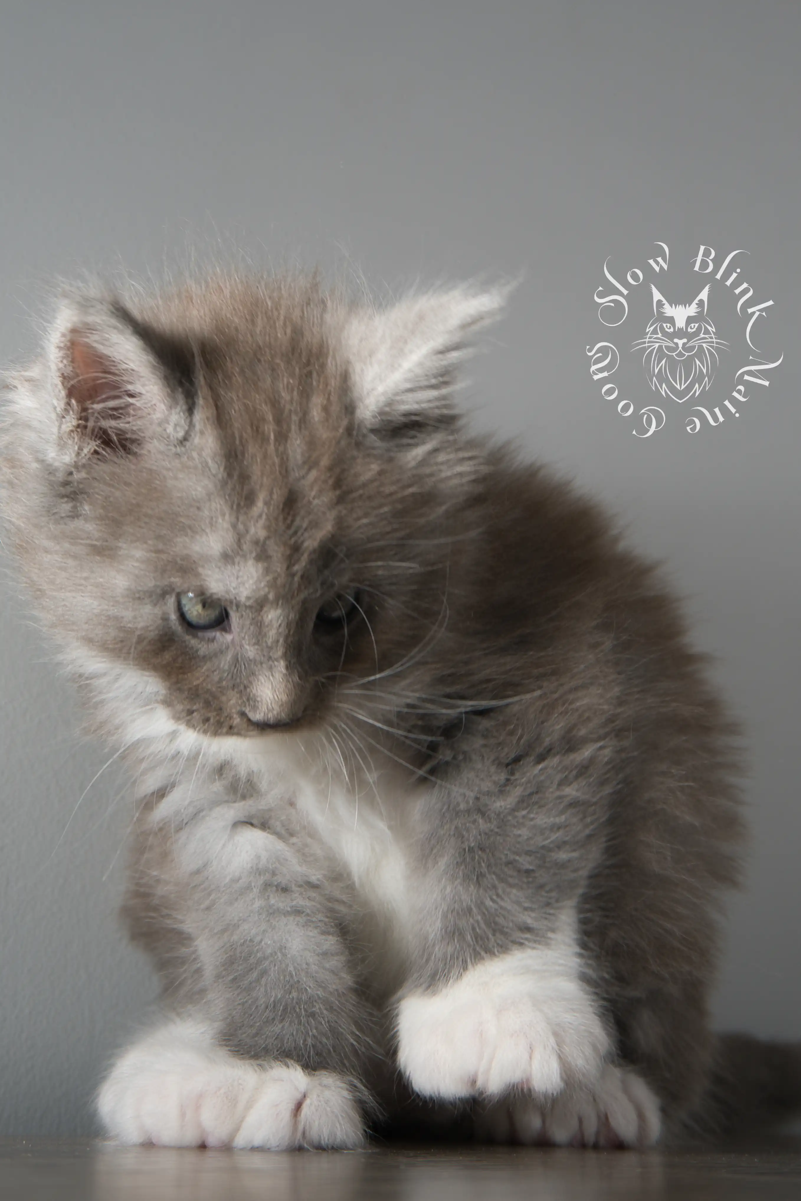 Bicolor Maine Coon Kittens > bicolor maine coon kitten | slowblinkmainecoons | ems code ns as 03 09 | taken june 2024 | 02 | 135