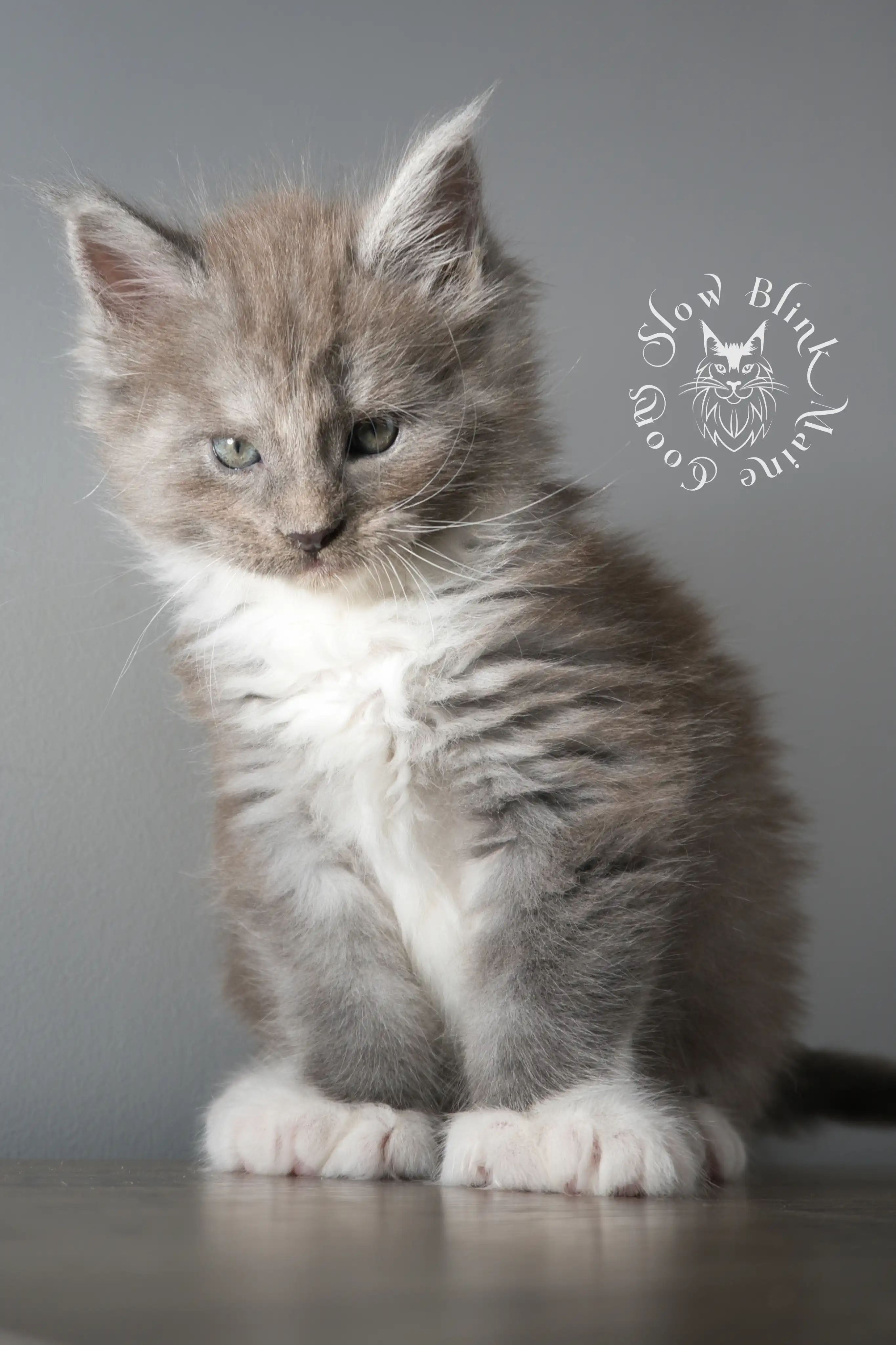 Bicolor Maine Coon Kittens > bicolor maine coon kitten | slowblinkmainecoons | ems code ns as 03 09 | taken june 2024 | 02 | 136