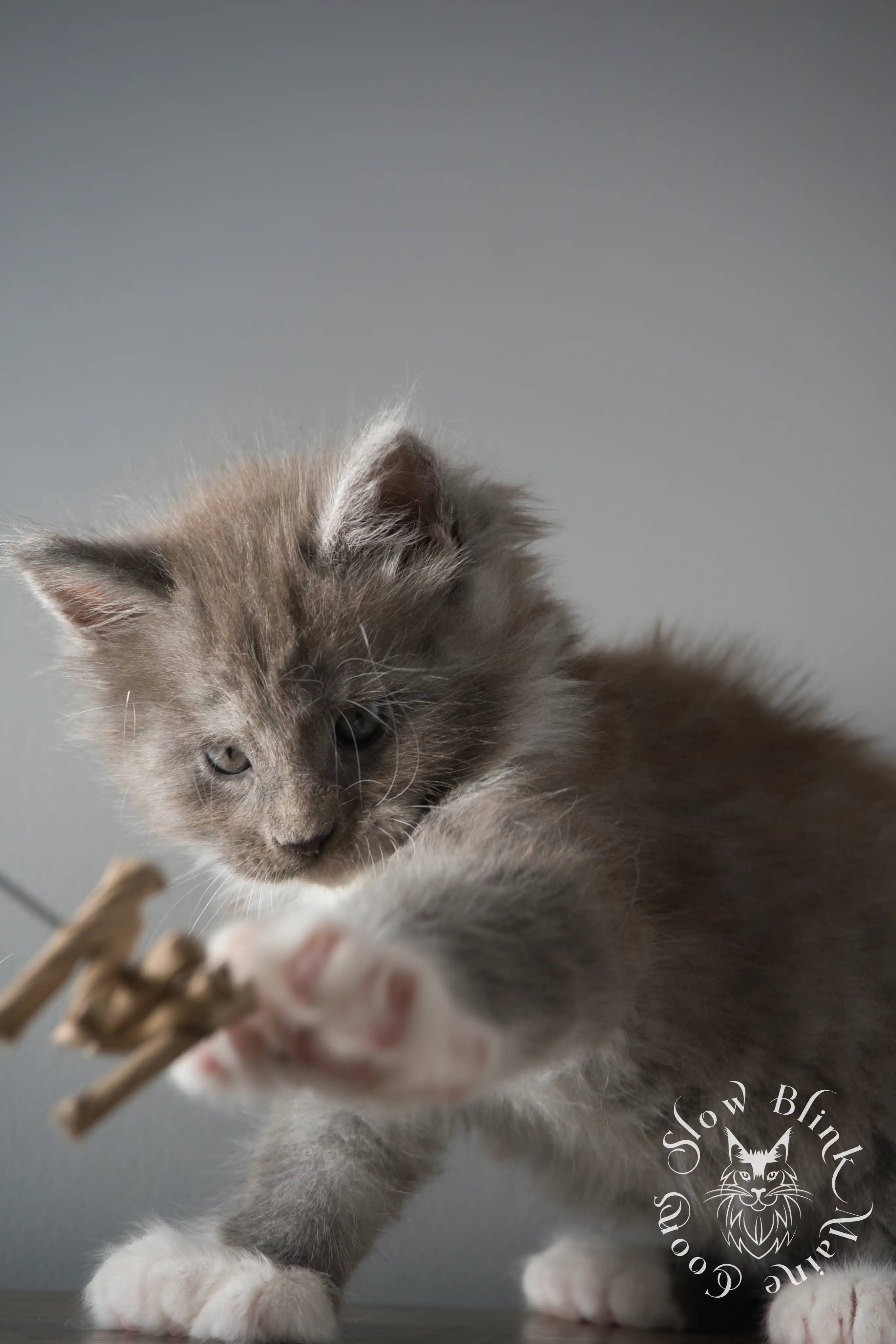 Bicolor Maine Coon Kittens > bicolor maine coon kitten | slowblinkmainecoons | ems code ns as 03 09 | taken june 2024 | 02 | 138