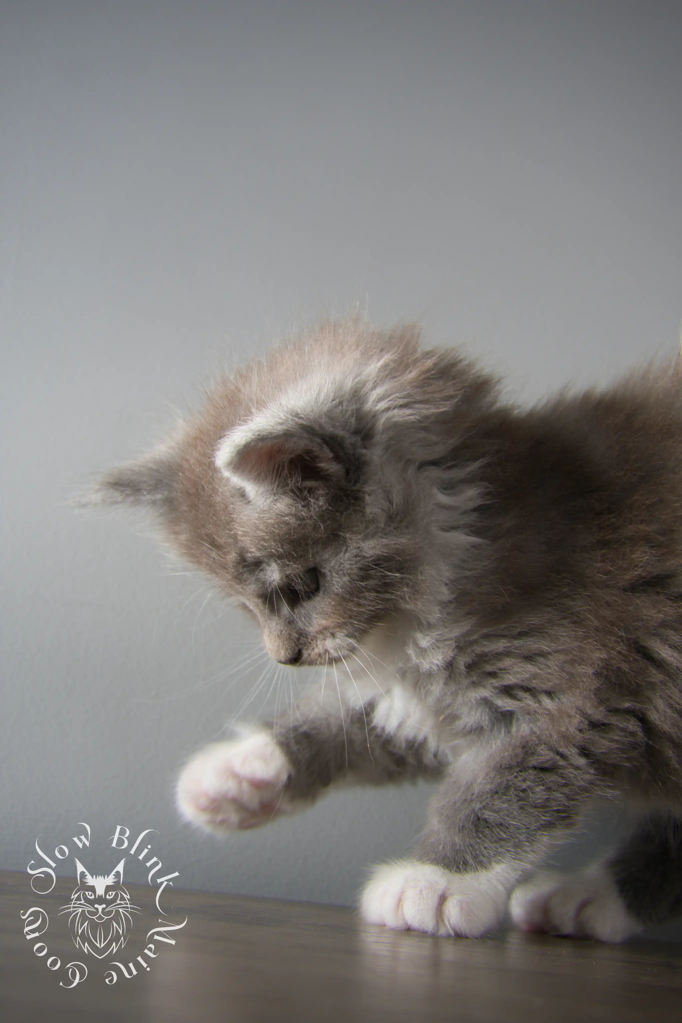 Bicolor Maine Coon Kittens > bicolor maine coon kitten | slowblinkmainecoons | ems code ns as 03 09 | taken june 2024 | 02 | 139