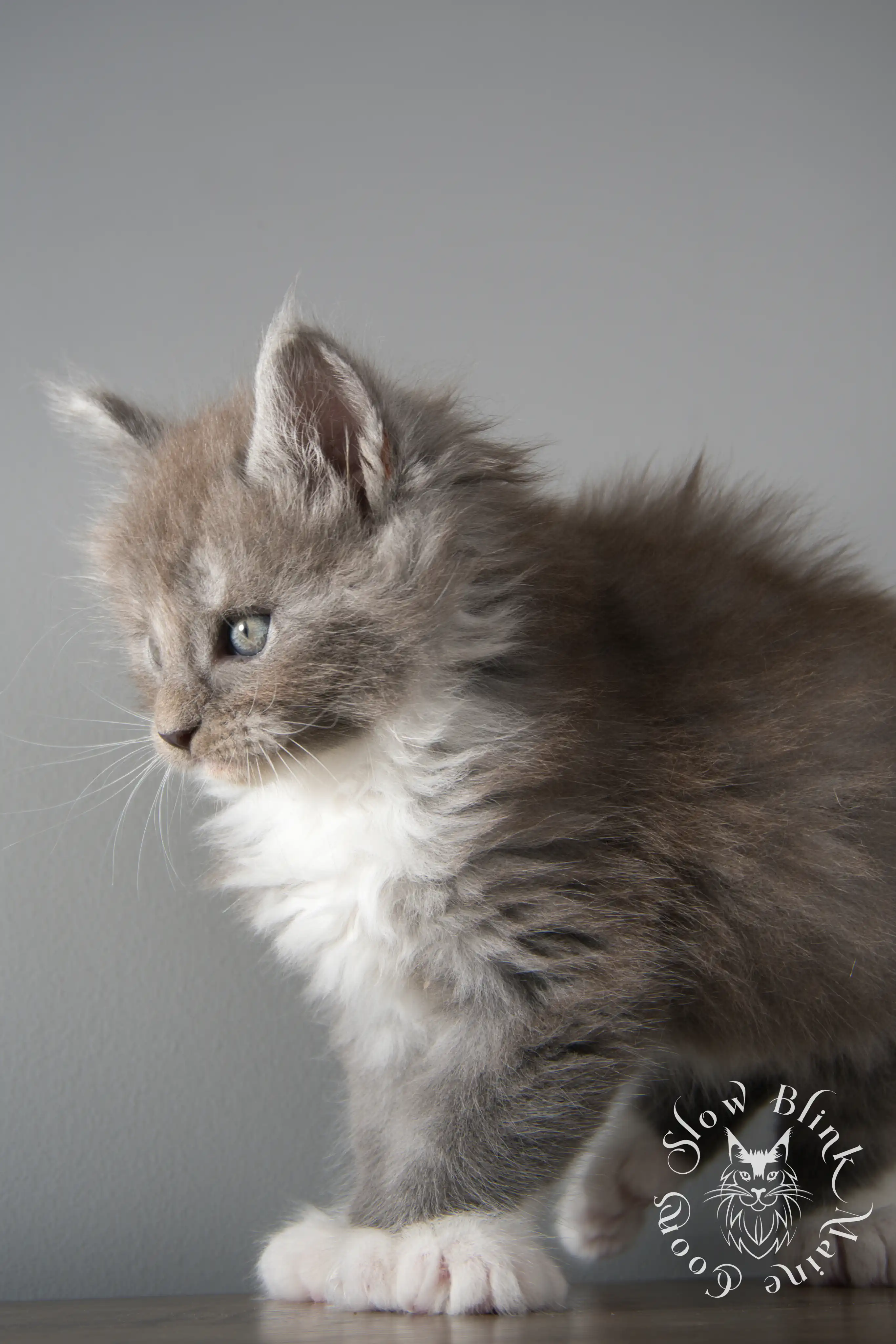 Bicolor Maine Coon Kittens > bicolor maine coon kitten | slowblinkmainecoons | ems code ns as 03 09 | taken june 2024 | 02 | 140