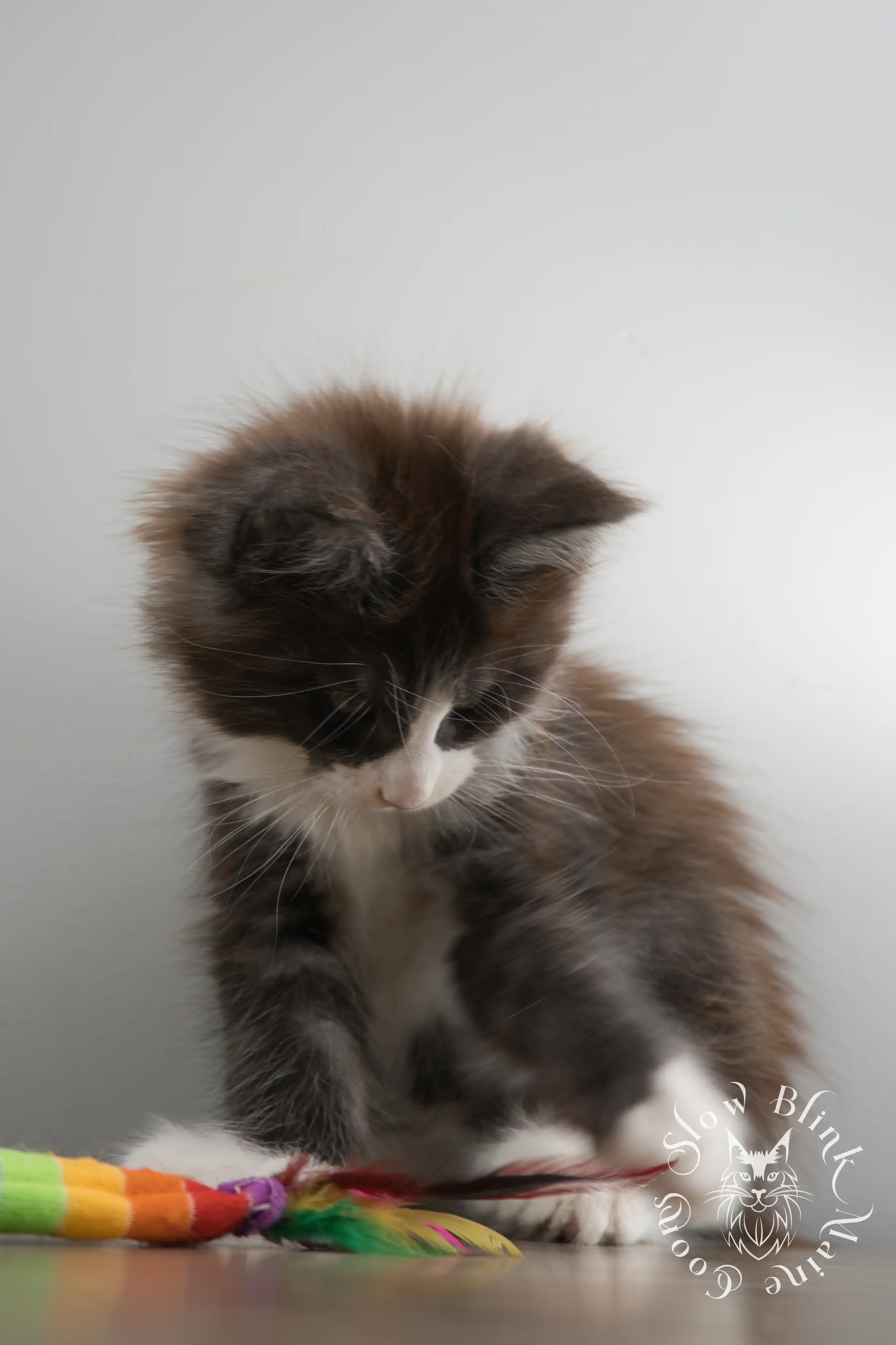 Bicolor Maine Coon Kittens > bicolor maine coon kitten | slowblinkmainecoons | ems code ns as 03 09 | taken june 2024 | 02 | 142
