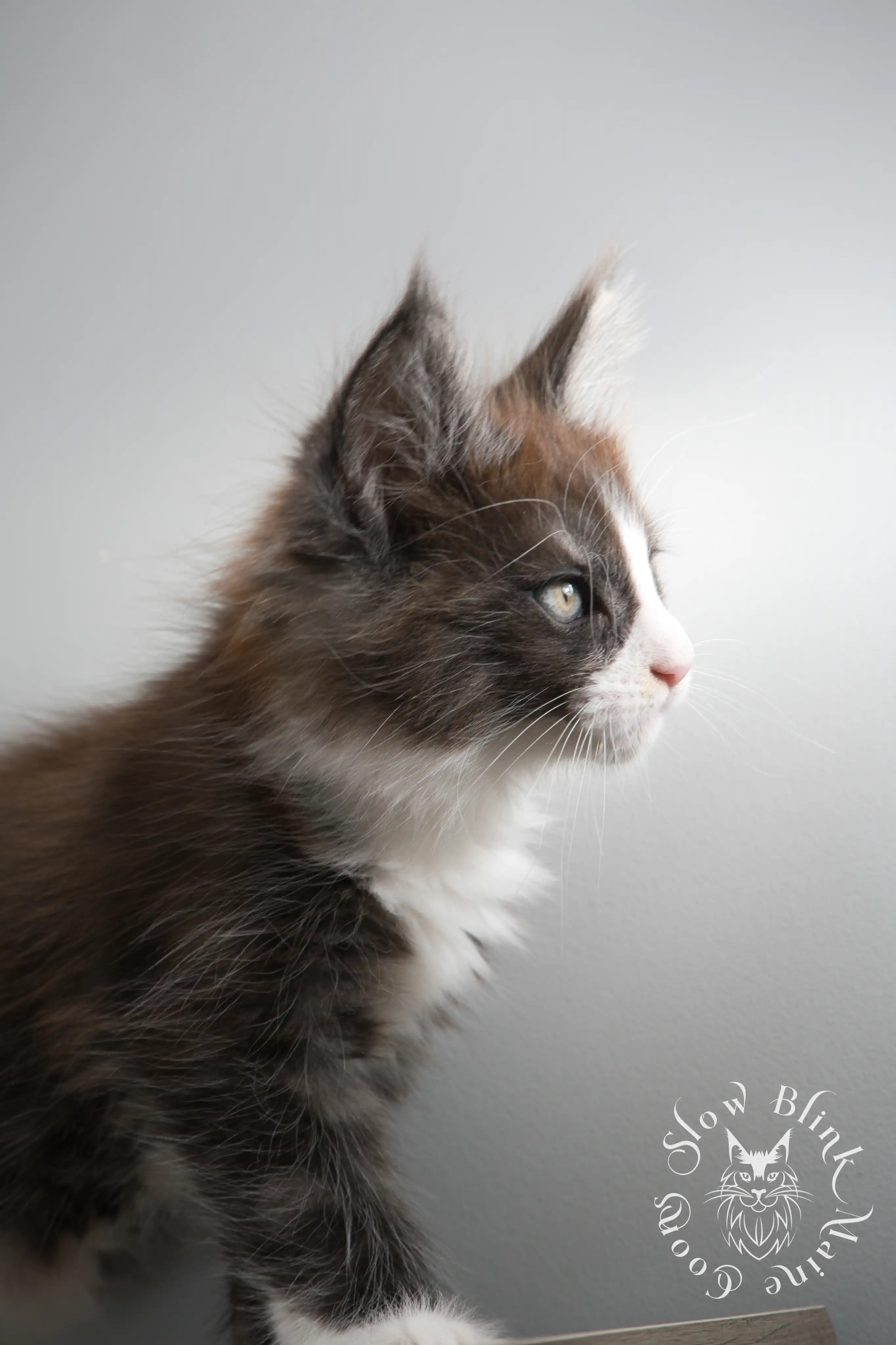 Bicolor Maine Coon Kittens > bicolor maine coon kitten | slowblinkmainecoons | ems code ns as 03 09 | taken june 2024 | 02 | 143