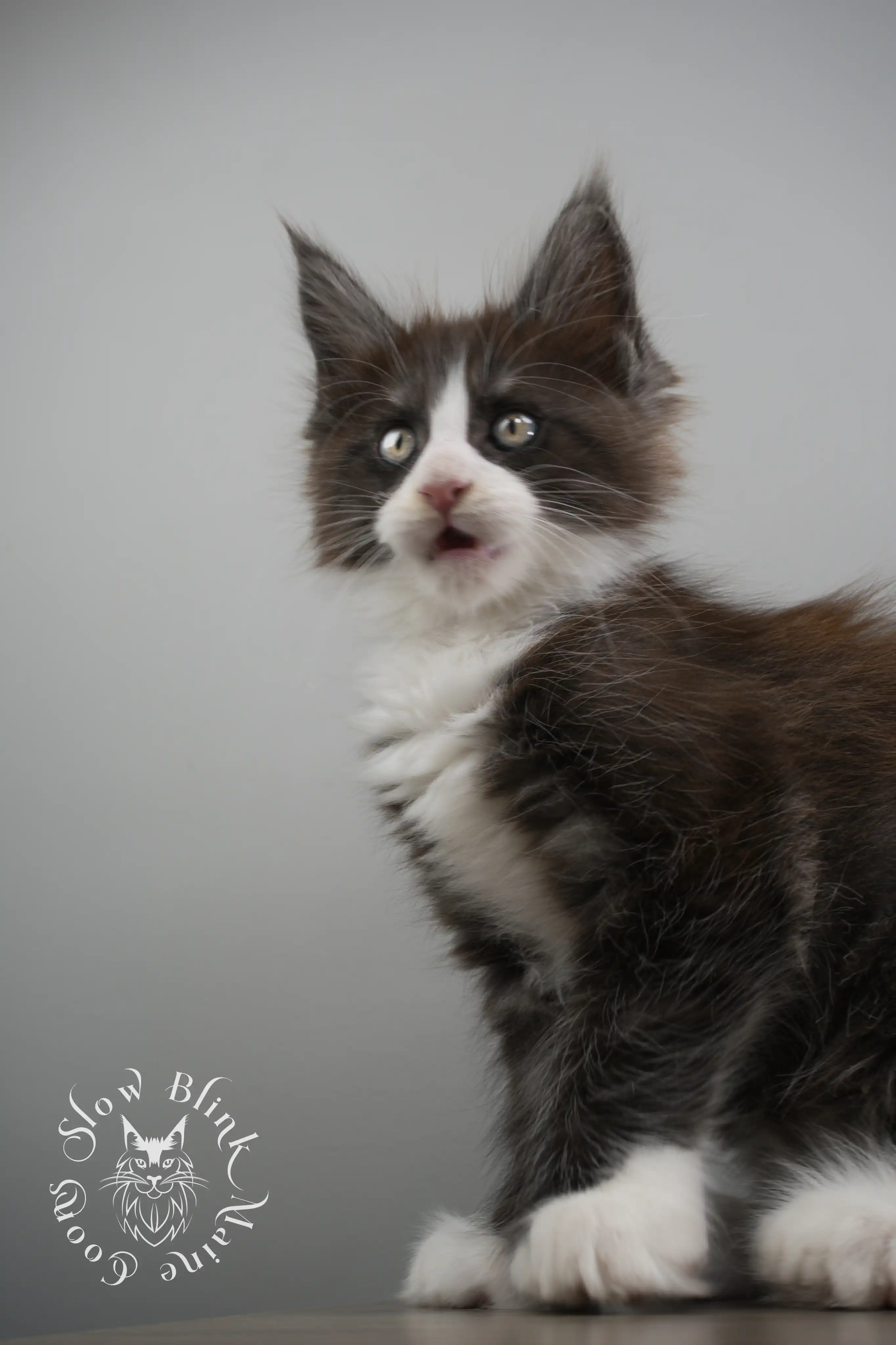 Bicolor Maine Coon Kittens > bicolor maine coon kitten | slowblinkmainecoons | ems code ns as 03 09 | taken june 2024 | 02 | 144