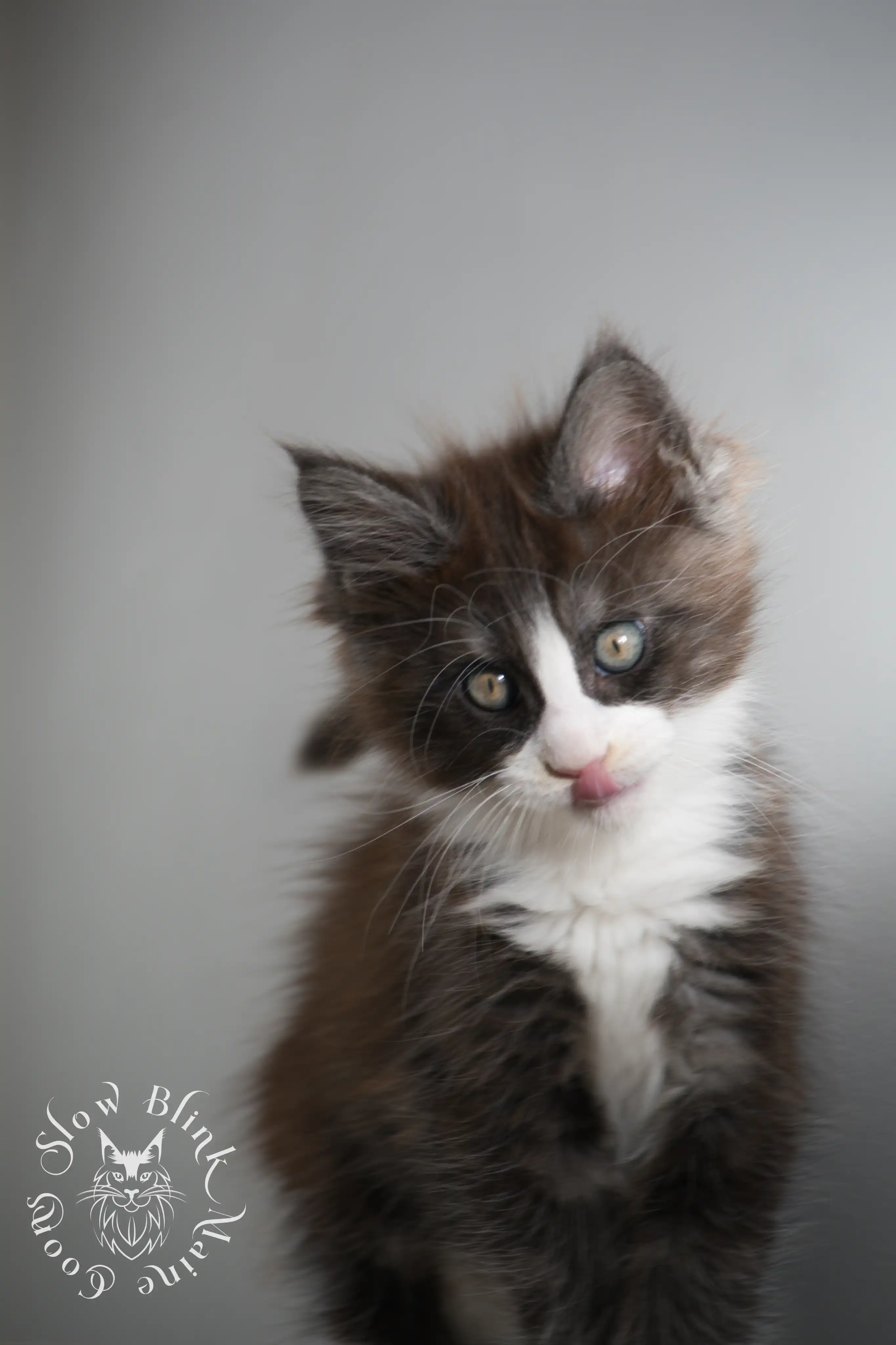Bicolor Maine Coon Kittens > bicolor maine coon kitten | slowblinkmainecoons | ems code ns as 03 09 | taken june 2024 | 02 | 145