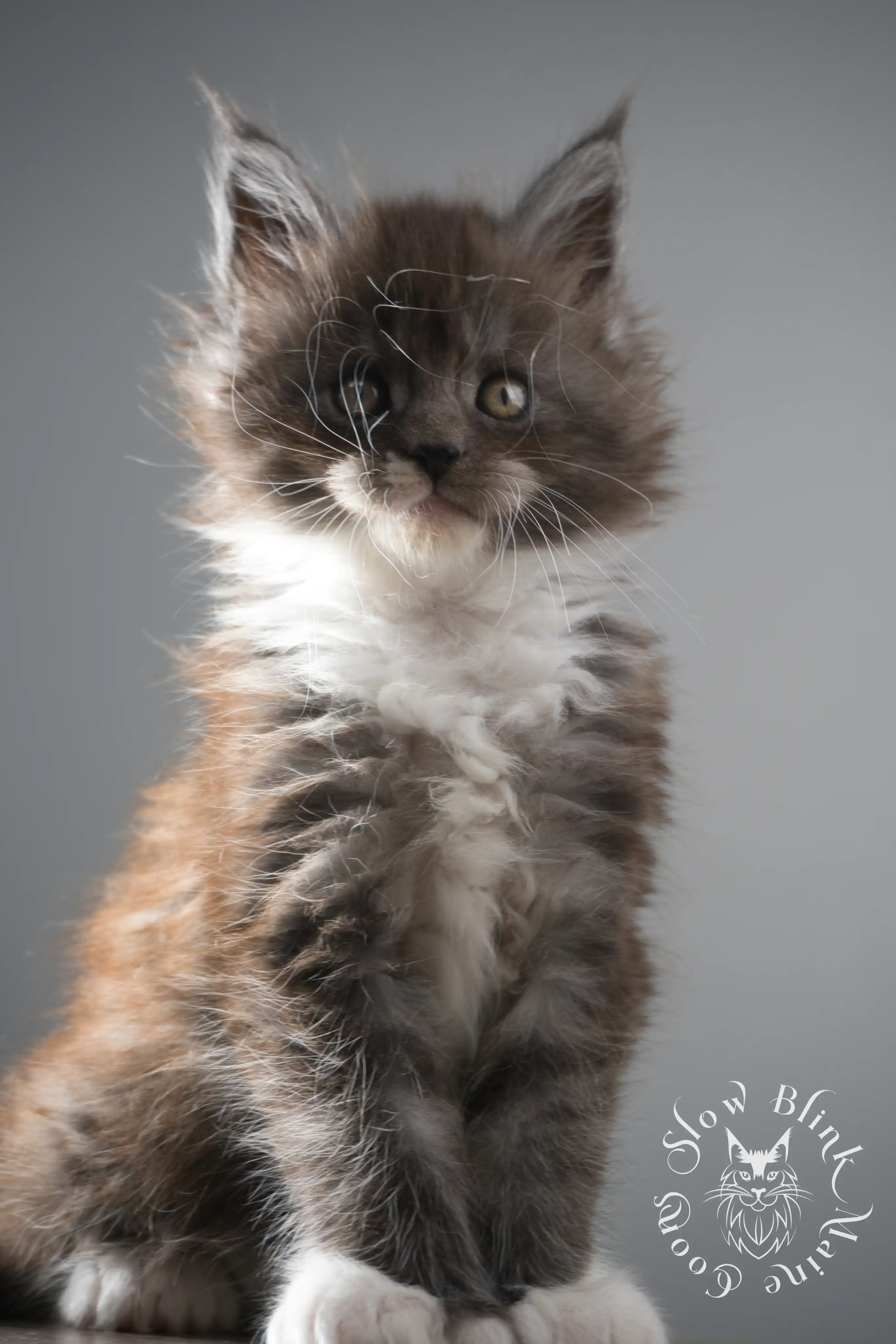 Bicolor Maine Coon Kittens > bicolor maine coon kitten | slowblinkmainecoons | ems code ns as 03 09 | taken june 2024 | 02 | 148