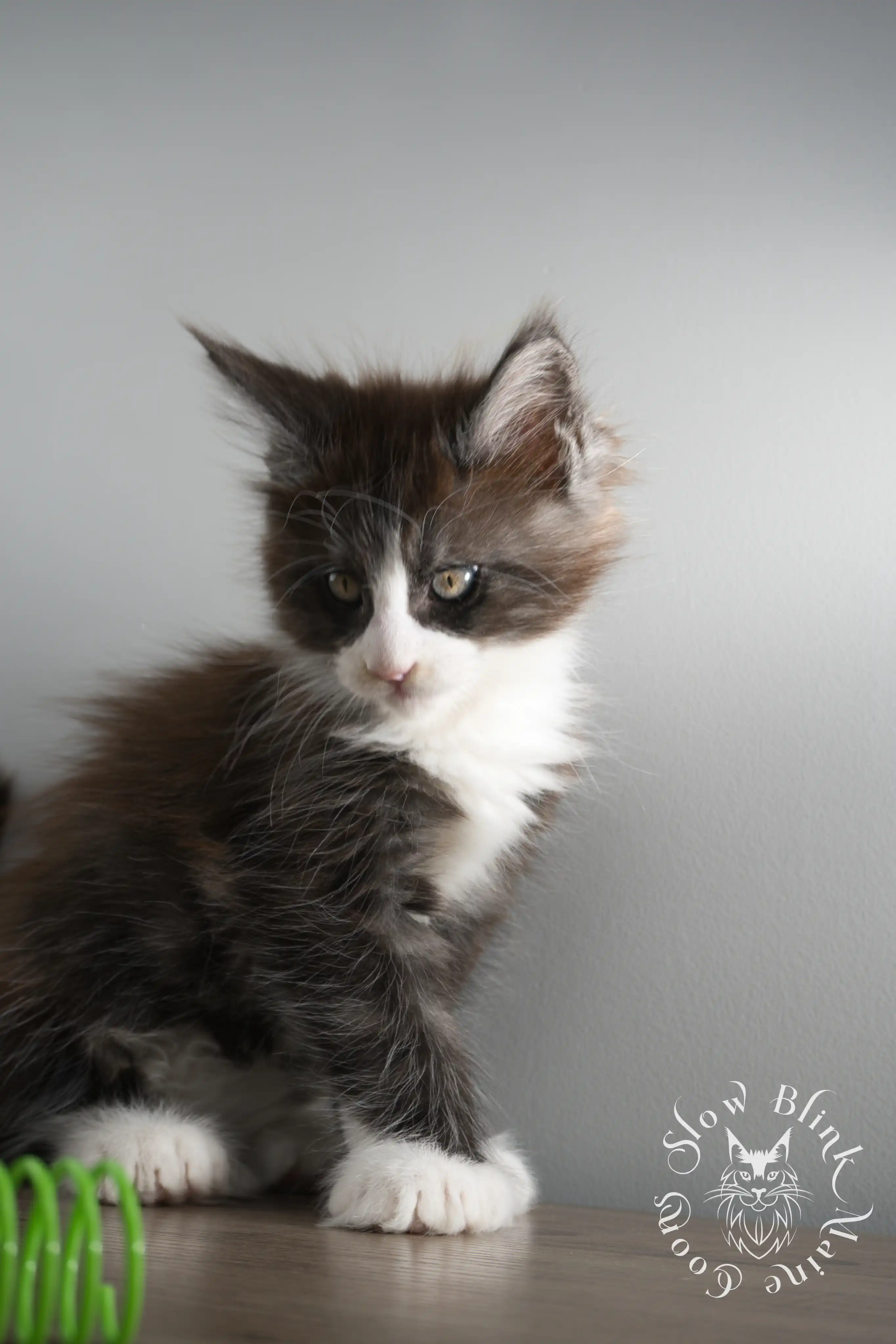 Bicolor Maine Coon Kittens > bicolor maine coon kitten | slowblinkmainecoons | ems code ns as 03 09 | taken june 2024 | 02 | 149