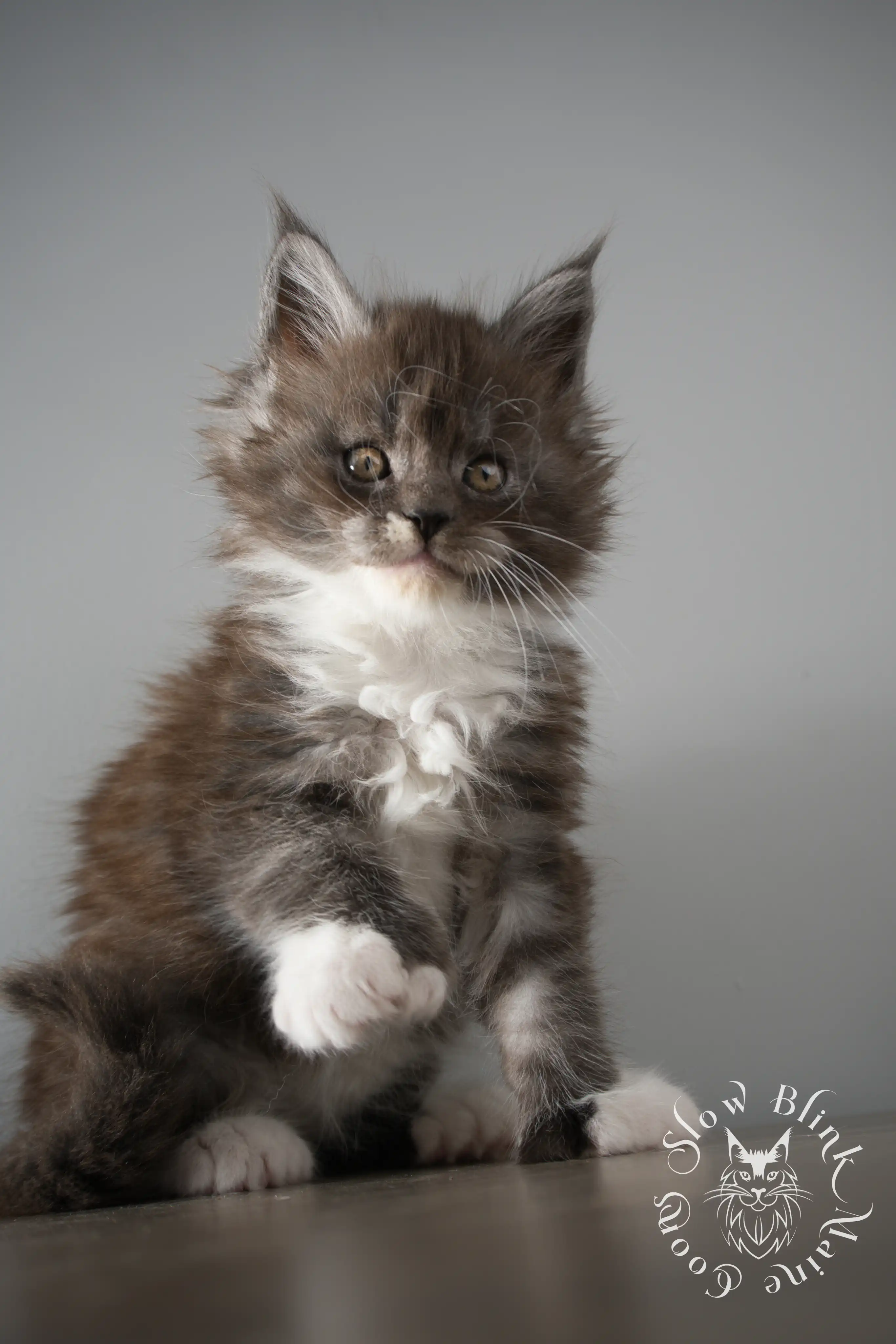 Bicolor Maine Coon Kittens > bicolor maine coon kitten | slowblinkmainecoons | ems code ns as 03 09 | taken june 2024 | 02 | 151