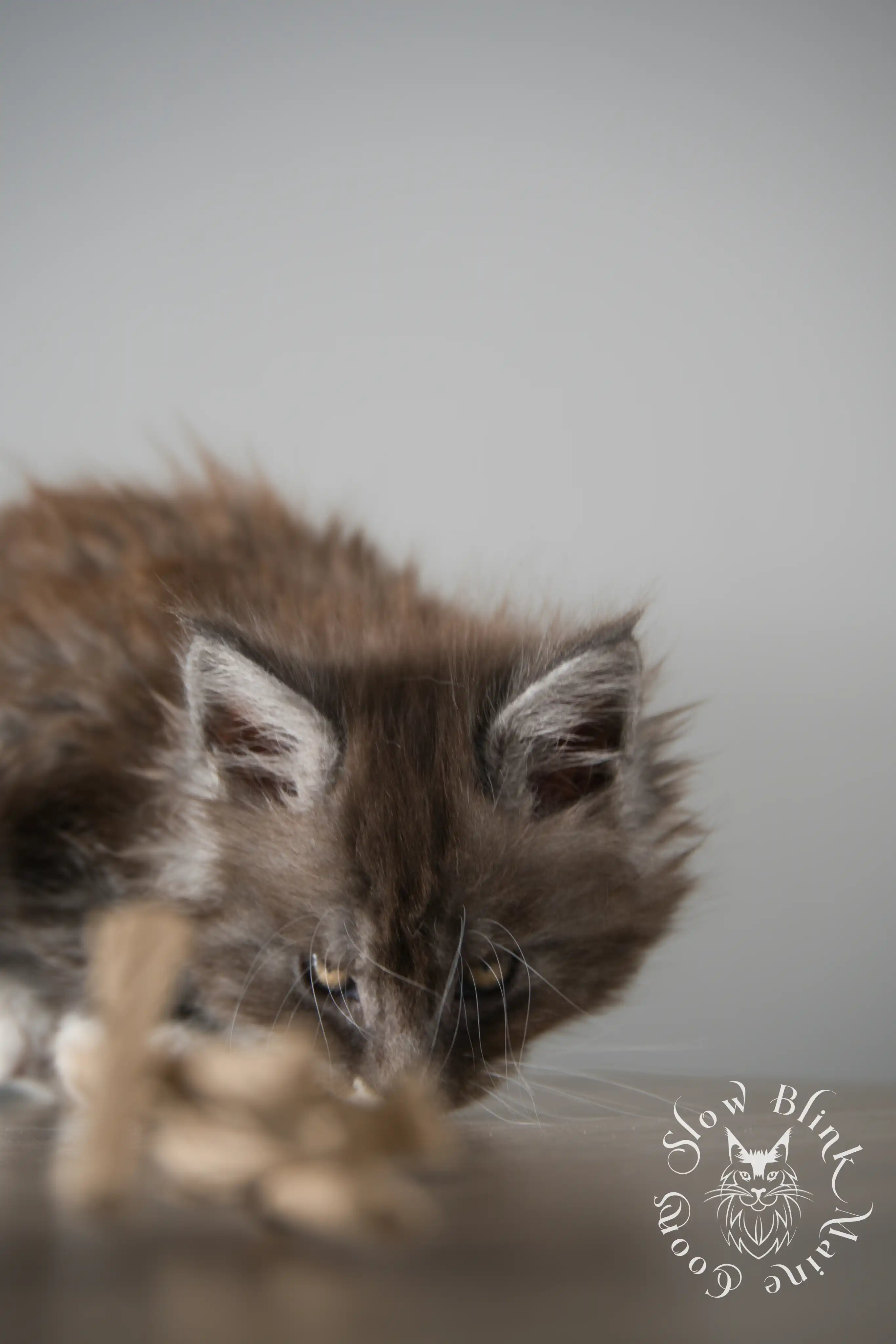 Bicolor Maine Coon Kittens > bicolor maine coon kitten | slowblinkmainecoons | ems code ns as 03 09 | taken june 2024 | 02 | 152