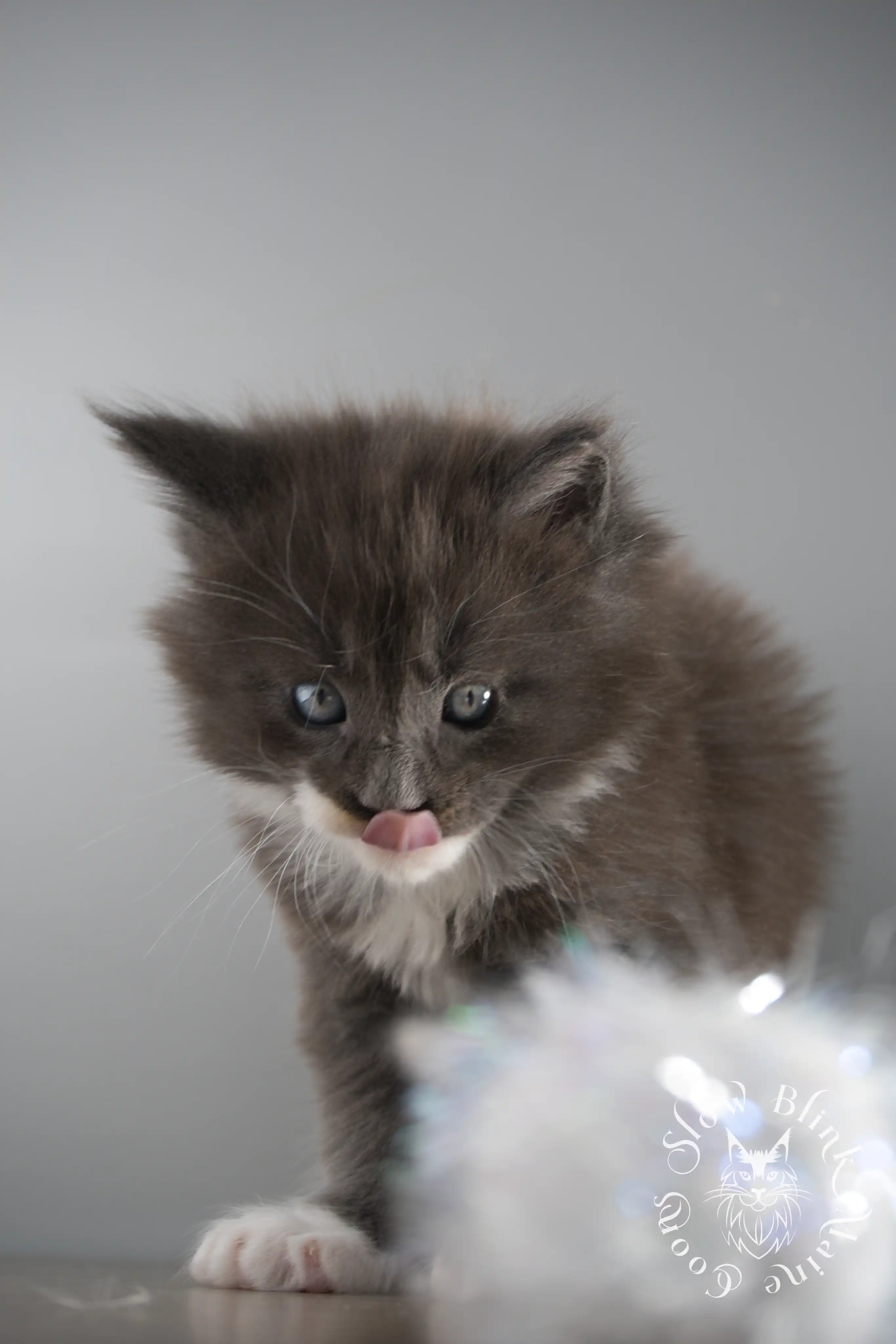 Bicolor Maine Coon Kittens > bicolor maine coon kitten | slowblinkmainecoons | ems code ns as 03 09 | taken june 2024 | 02 | 155